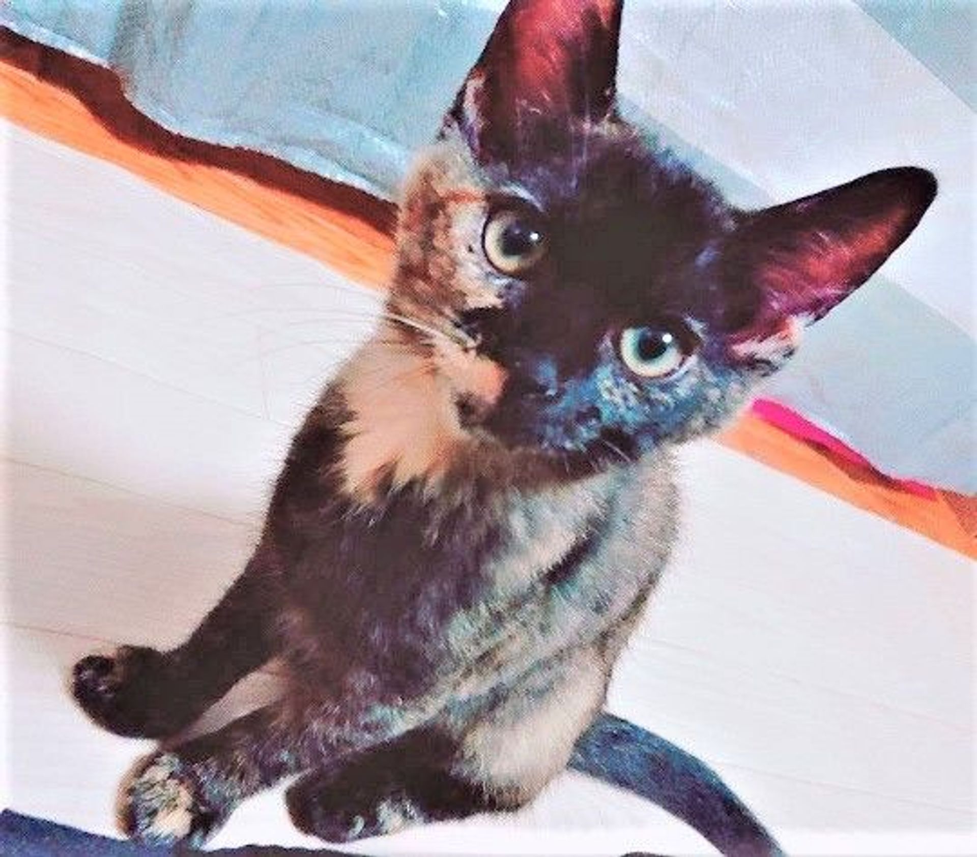 雑種（ミックス猫）・メスの里親募集の写真