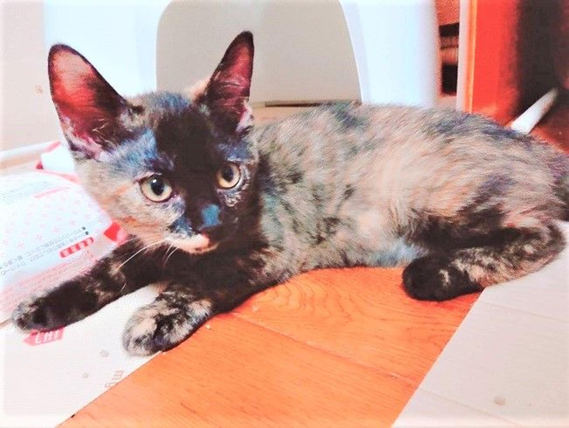 pet-image-2