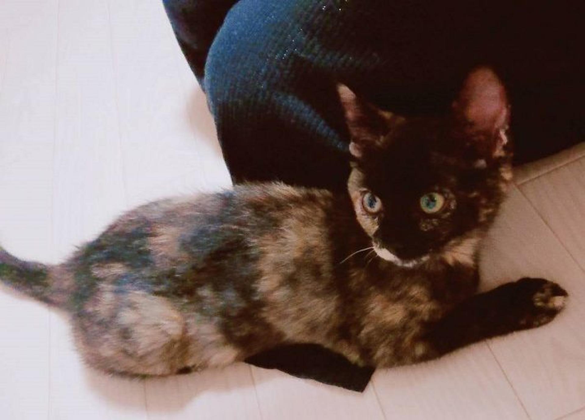pet-image-4
