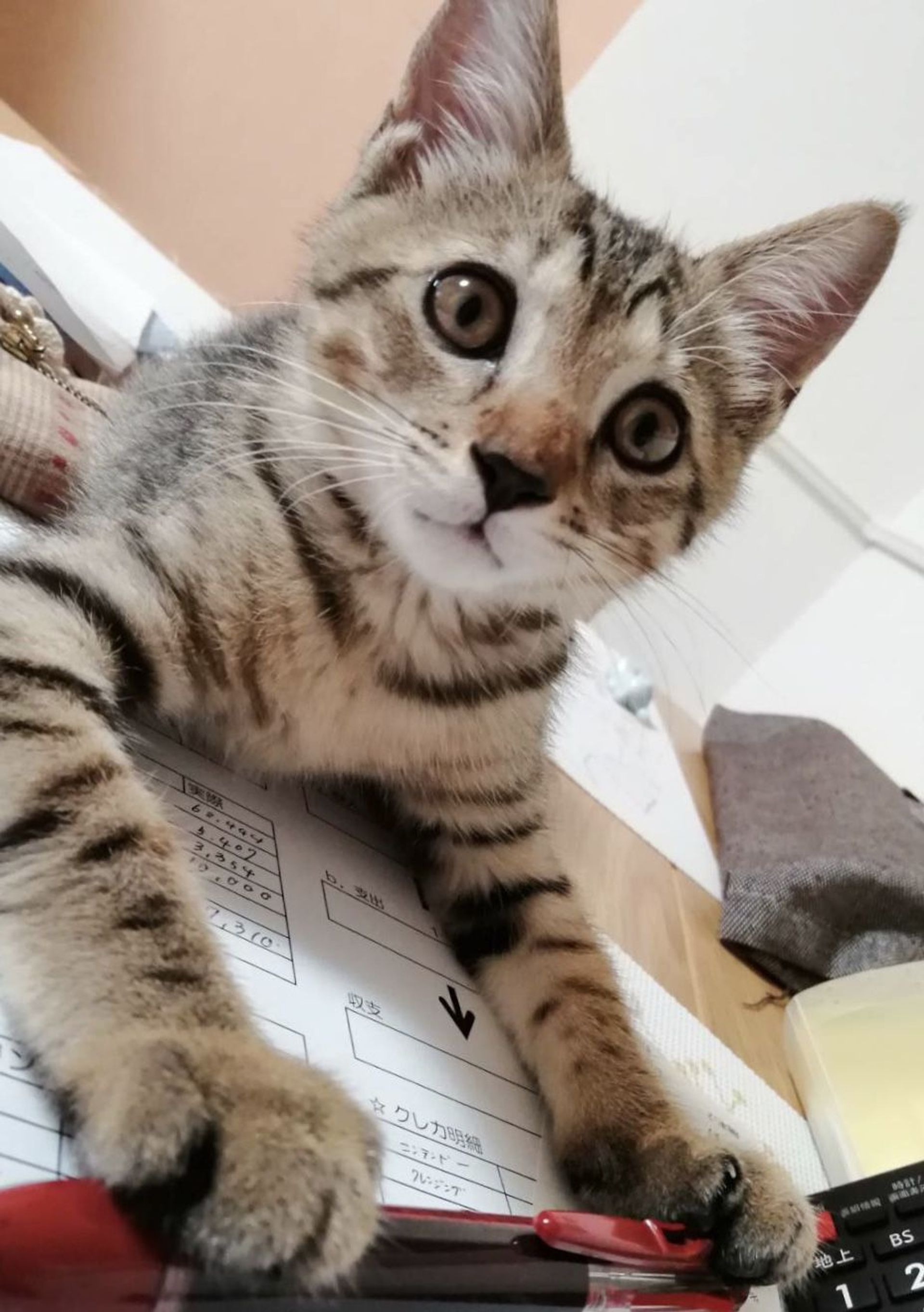 雑種（ミックス猫）・オスの里親募集の写真