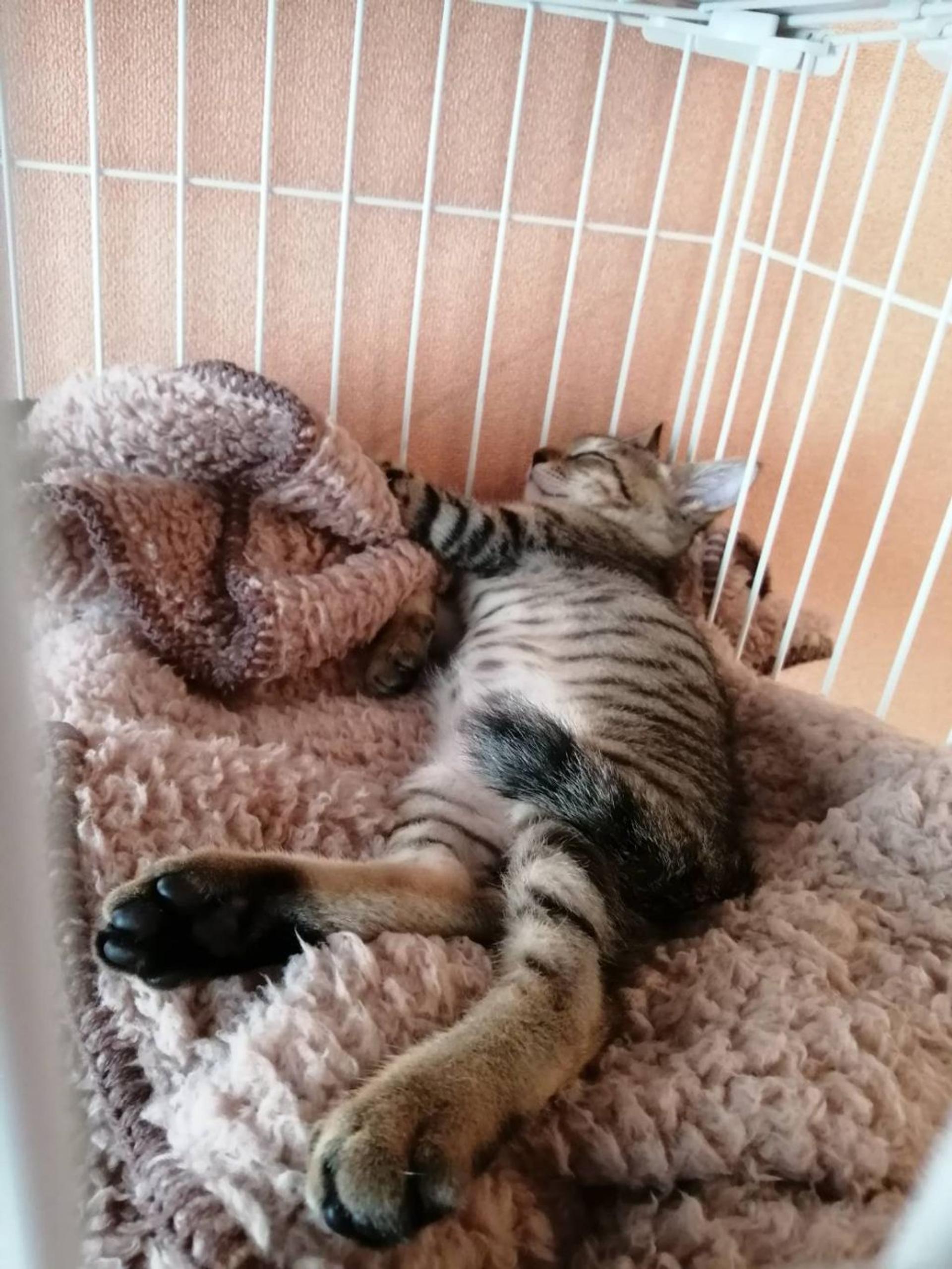 pet-image-3