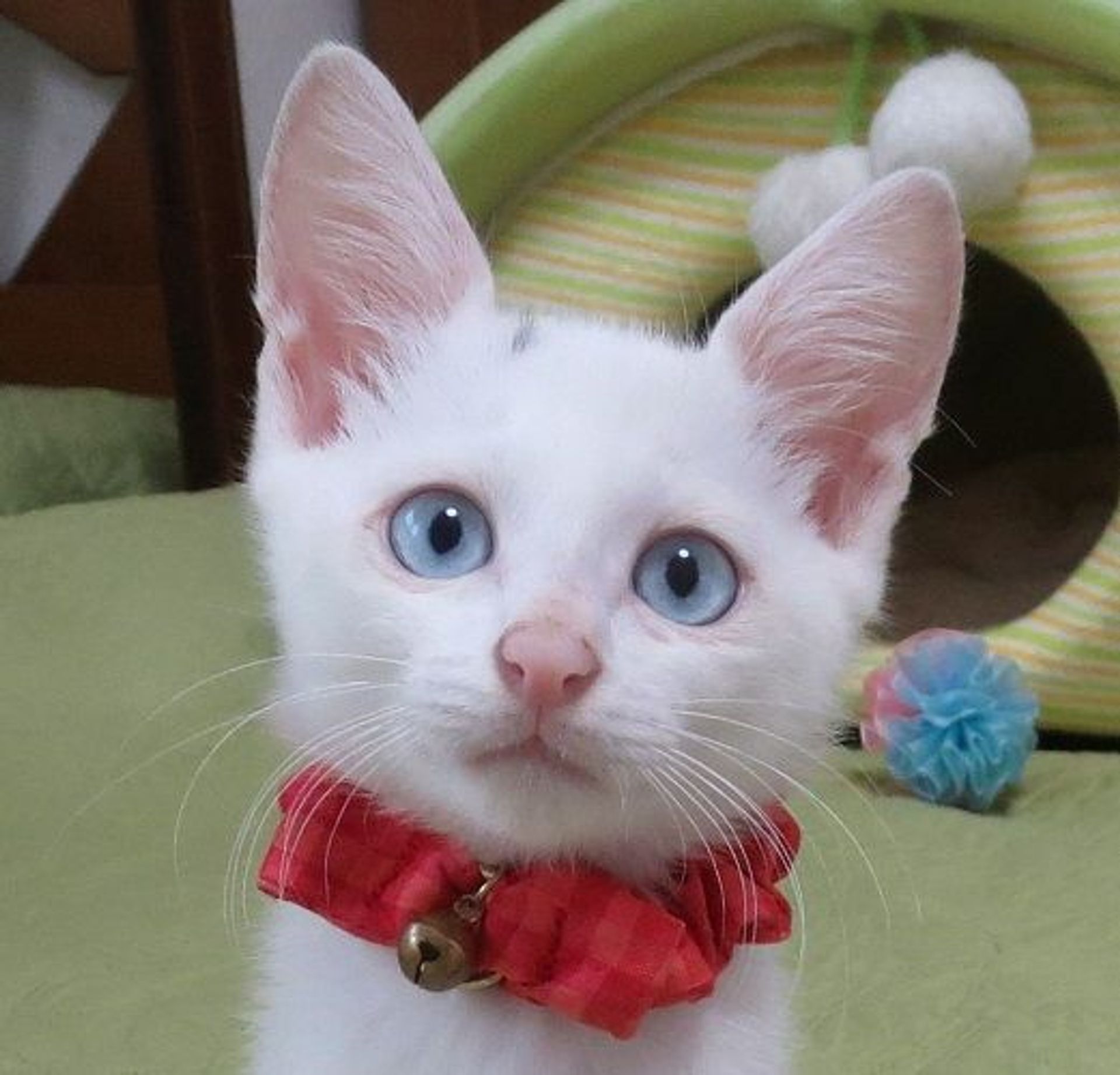 雑種（ミックス猫）・メスの里親募集の写真