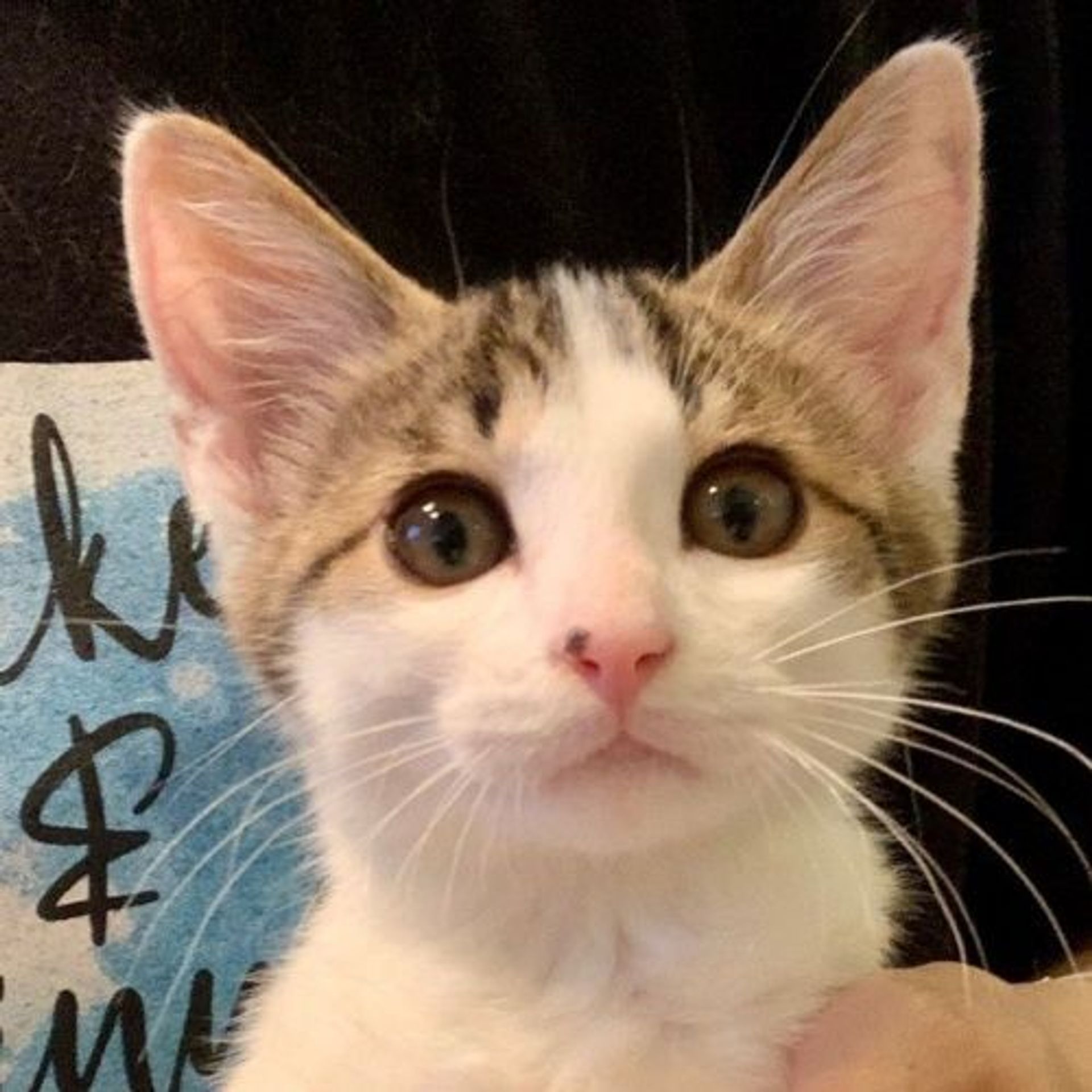 雑種（ミックス猫）・オスの里親募集の写真