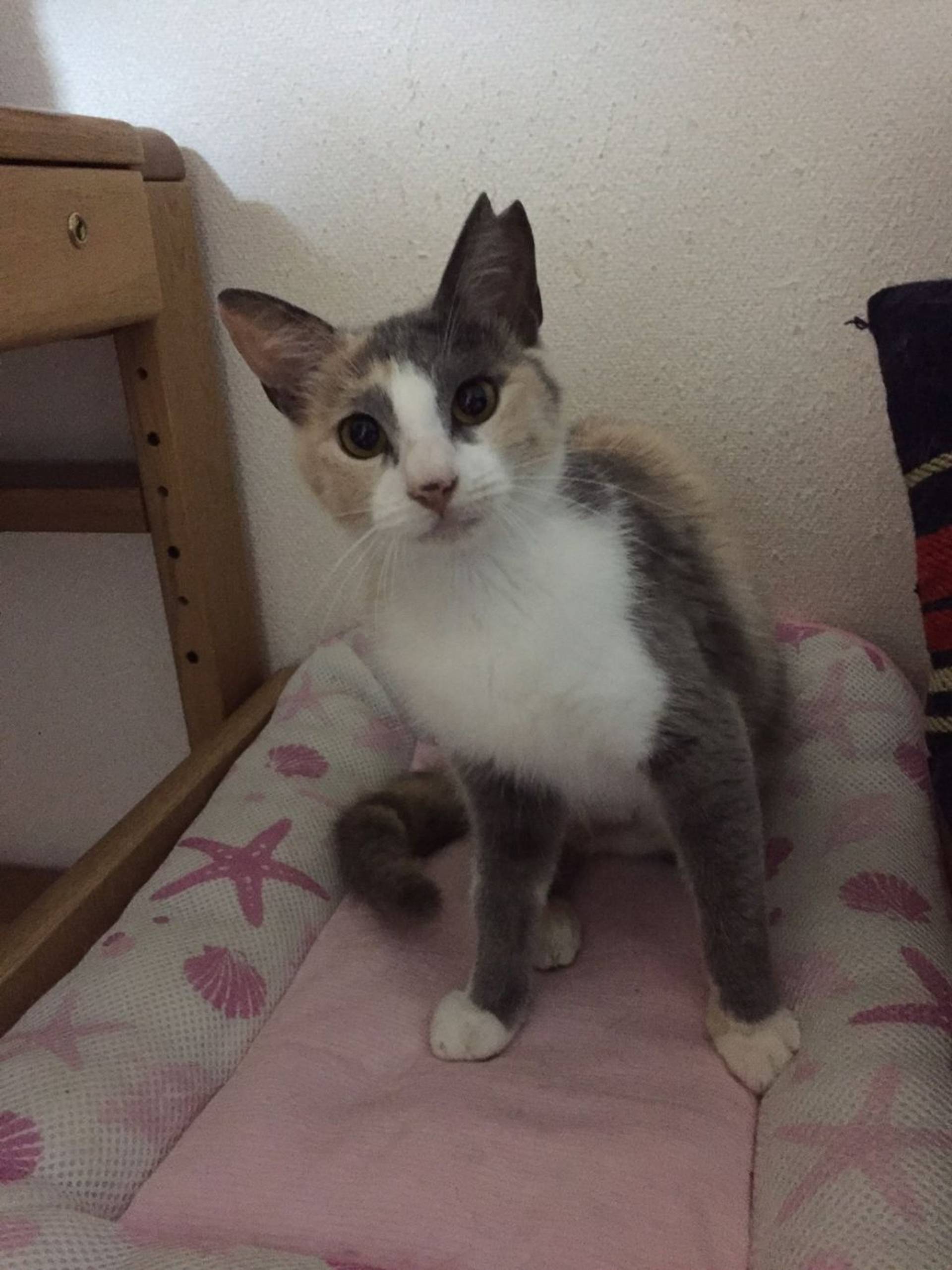 雑種（ミックス猫）・メスの里親募集の写真