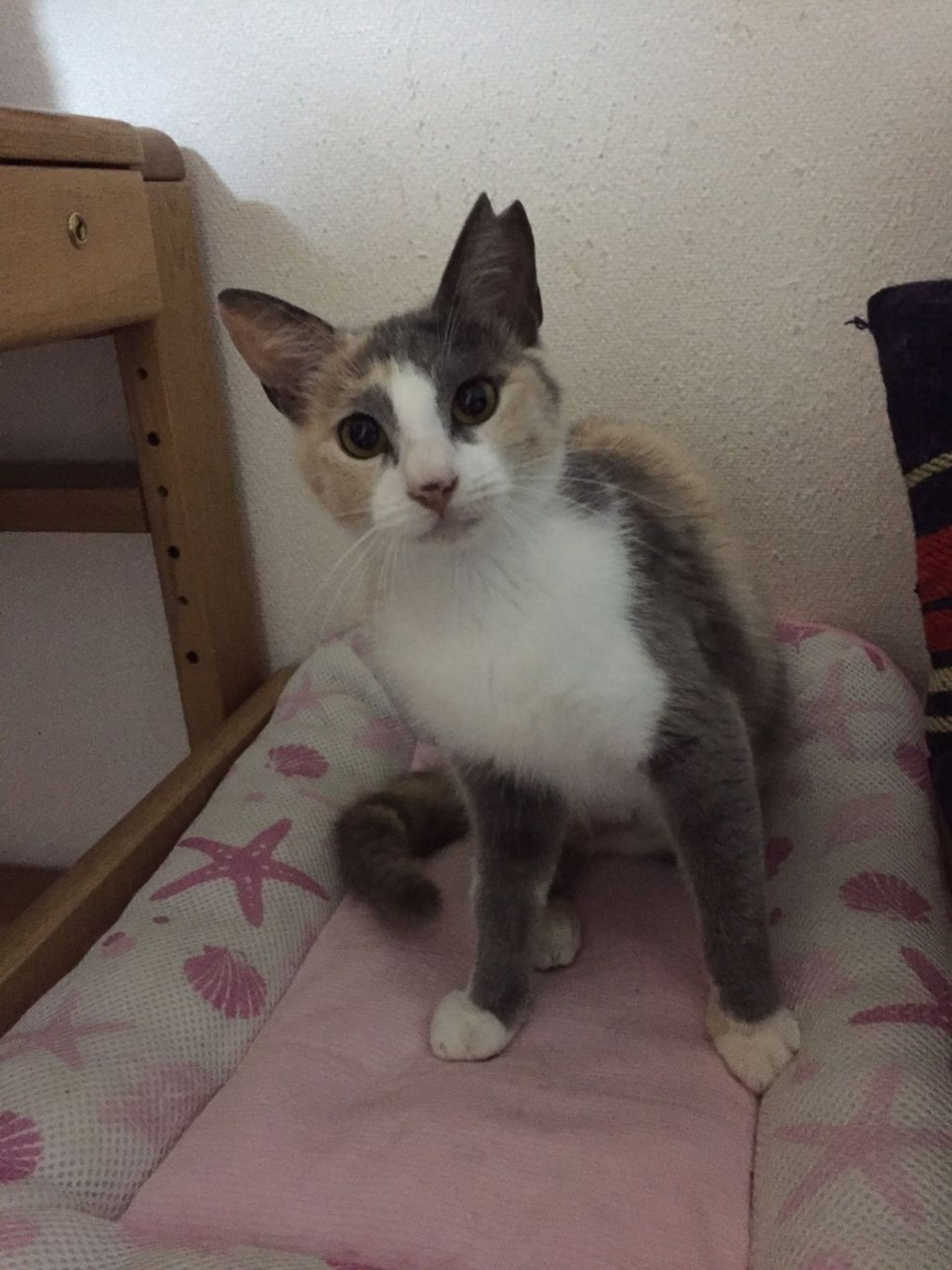雑種（ミックス猫）・メスの里親募集の写真