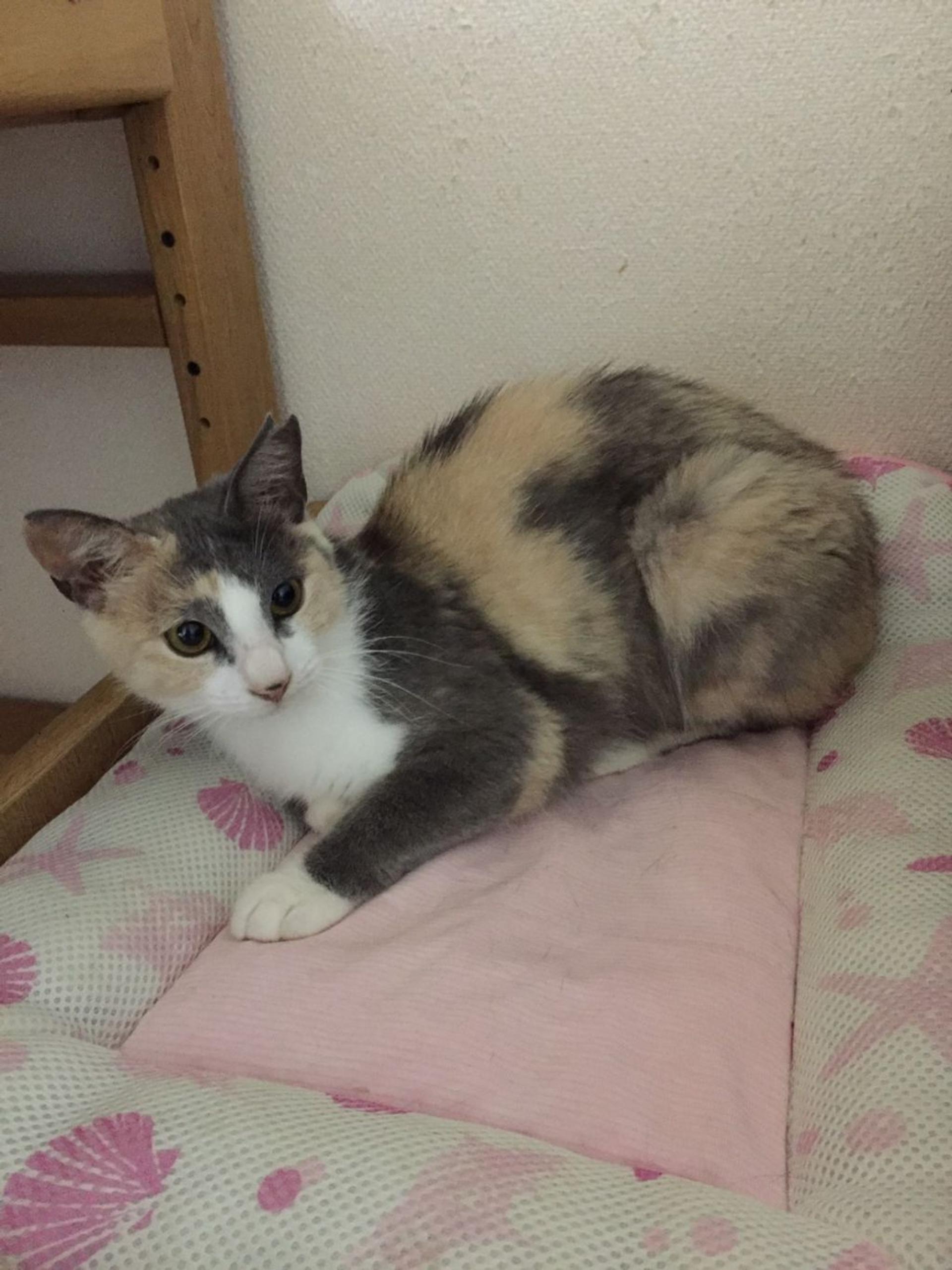 pet-image-2