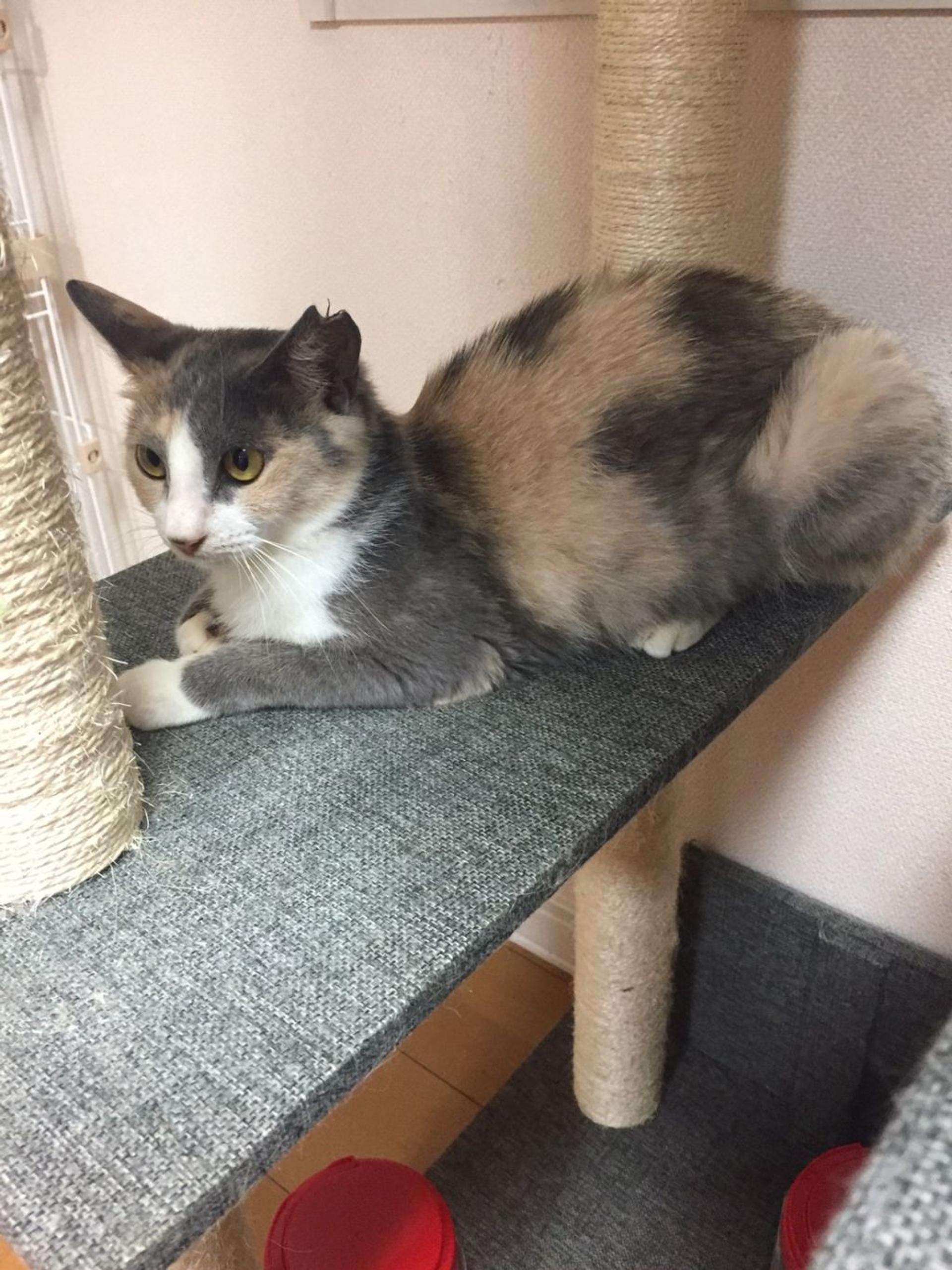 pet-image-6