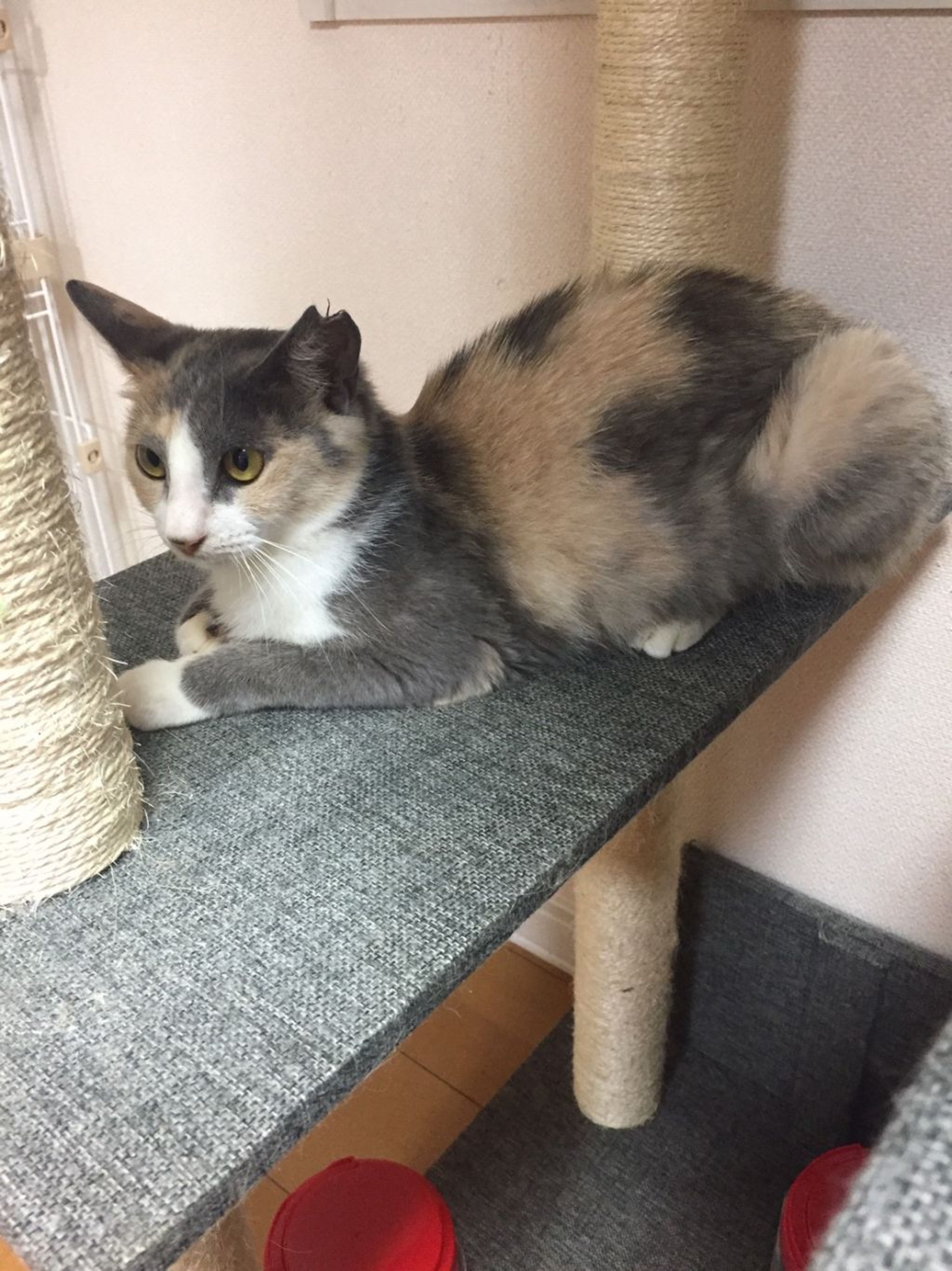 pet-image-6