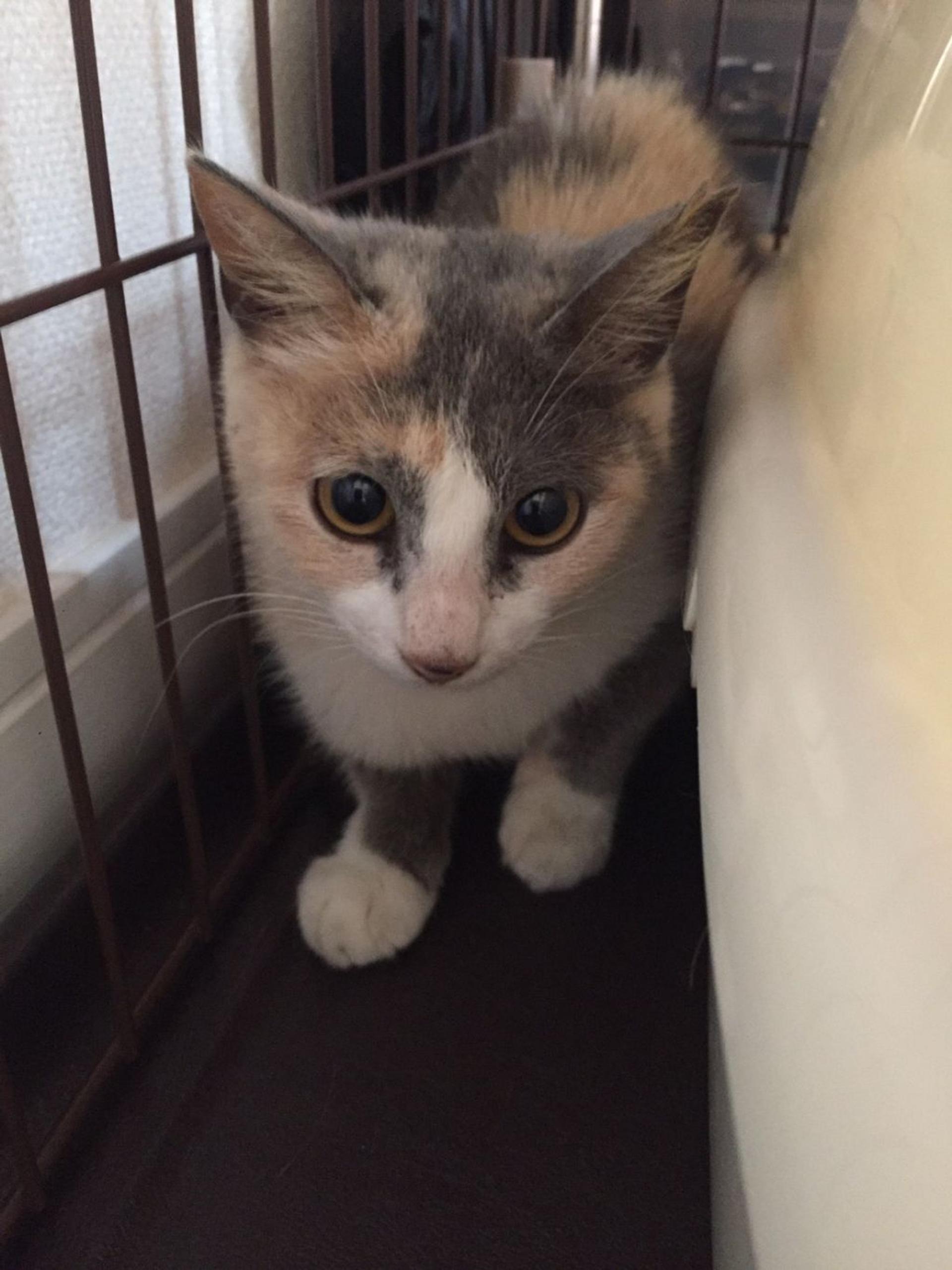pet-image-7