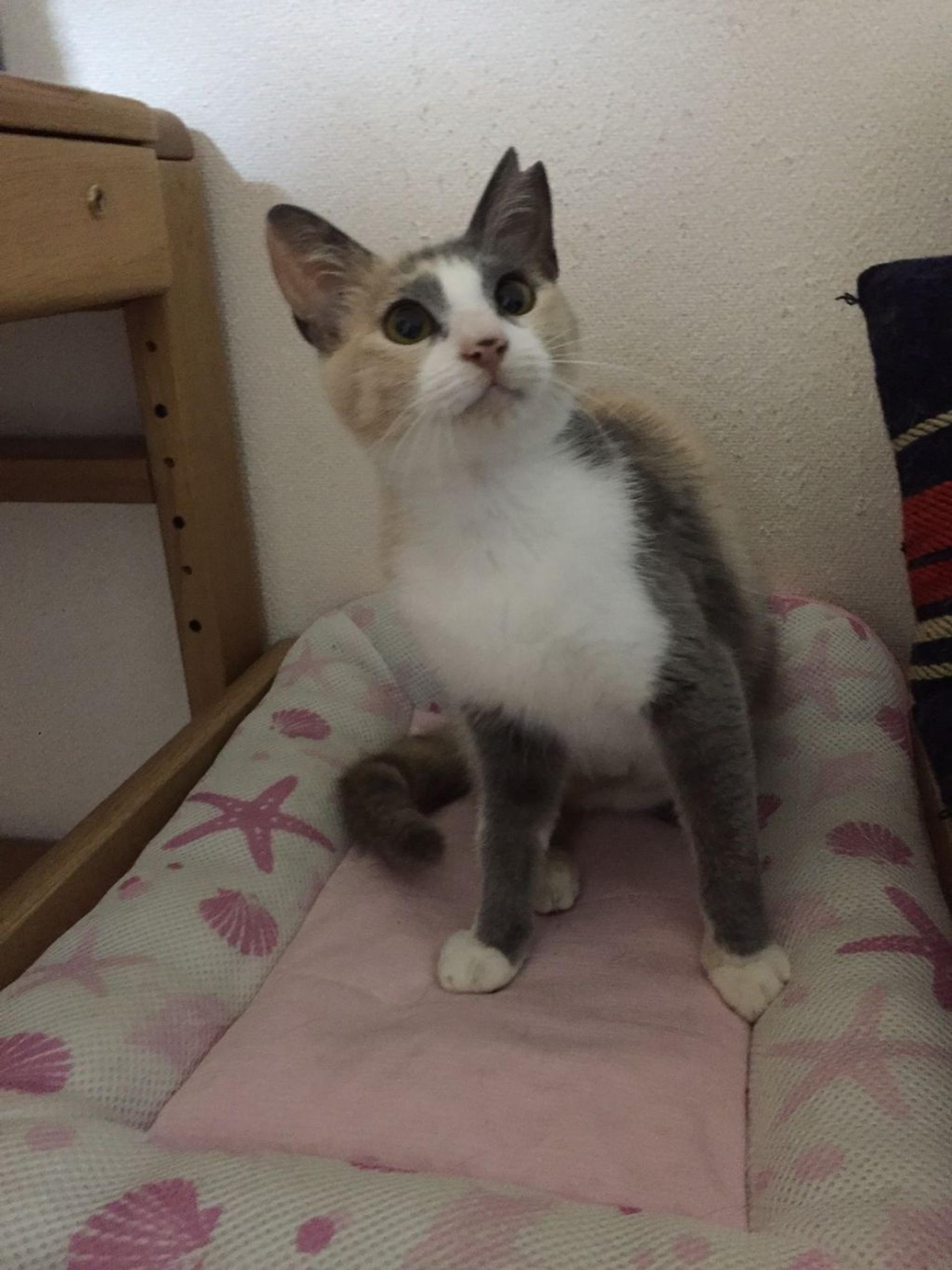 pet-image-8