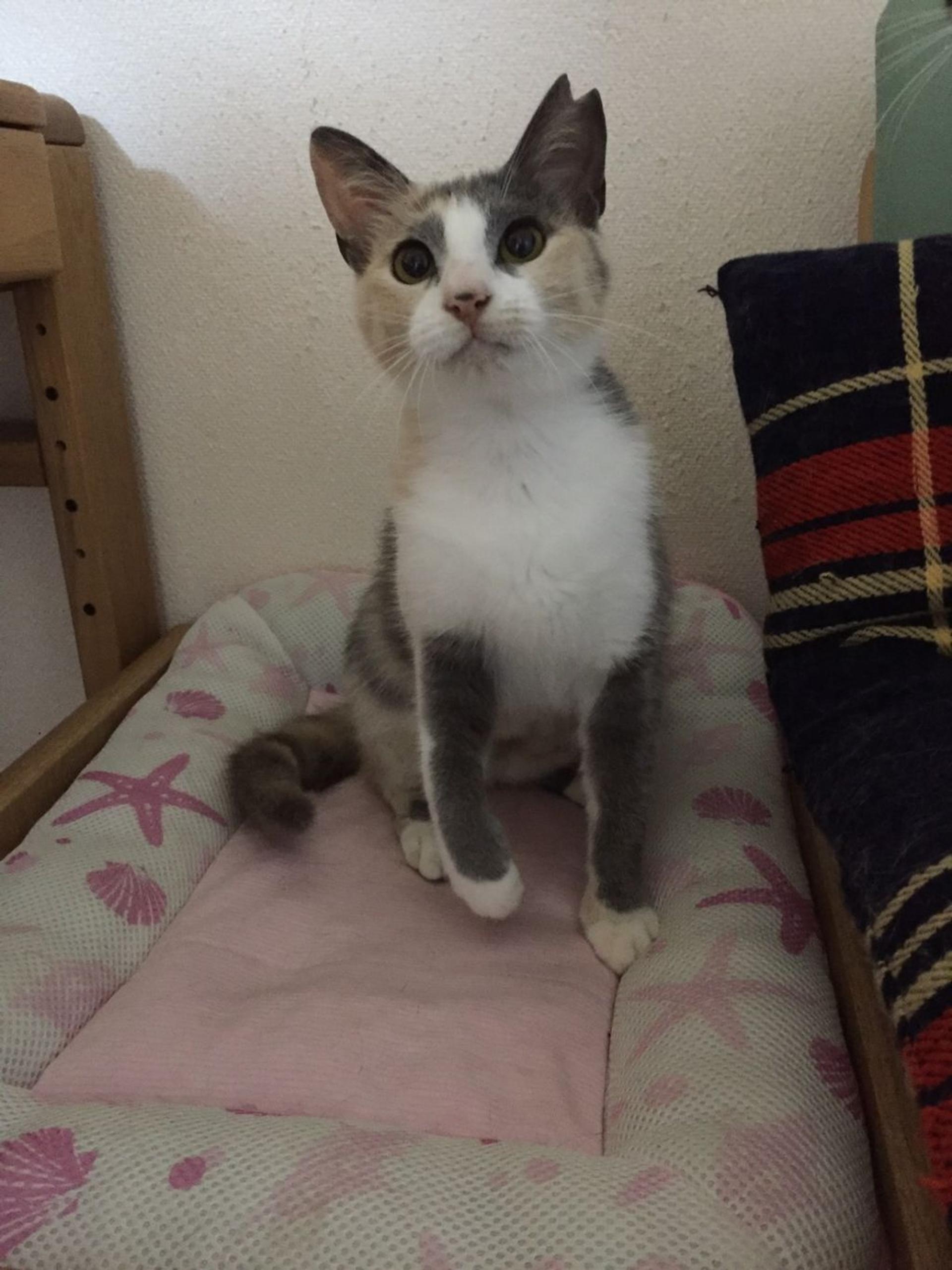 pet-image-9