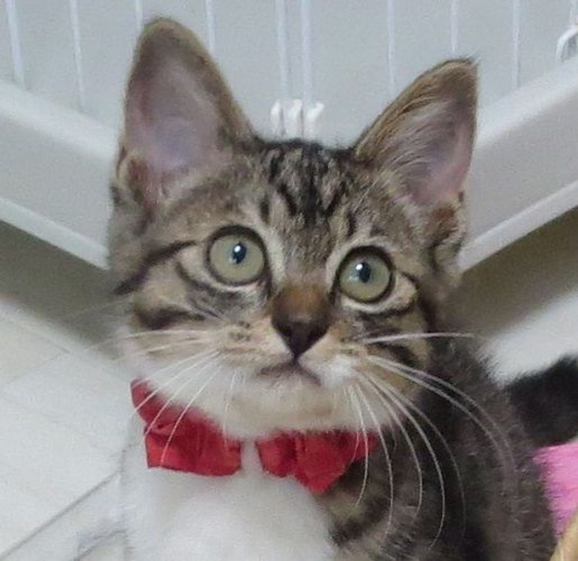 雑種（ミックス猫）・メスの里親募集の写真