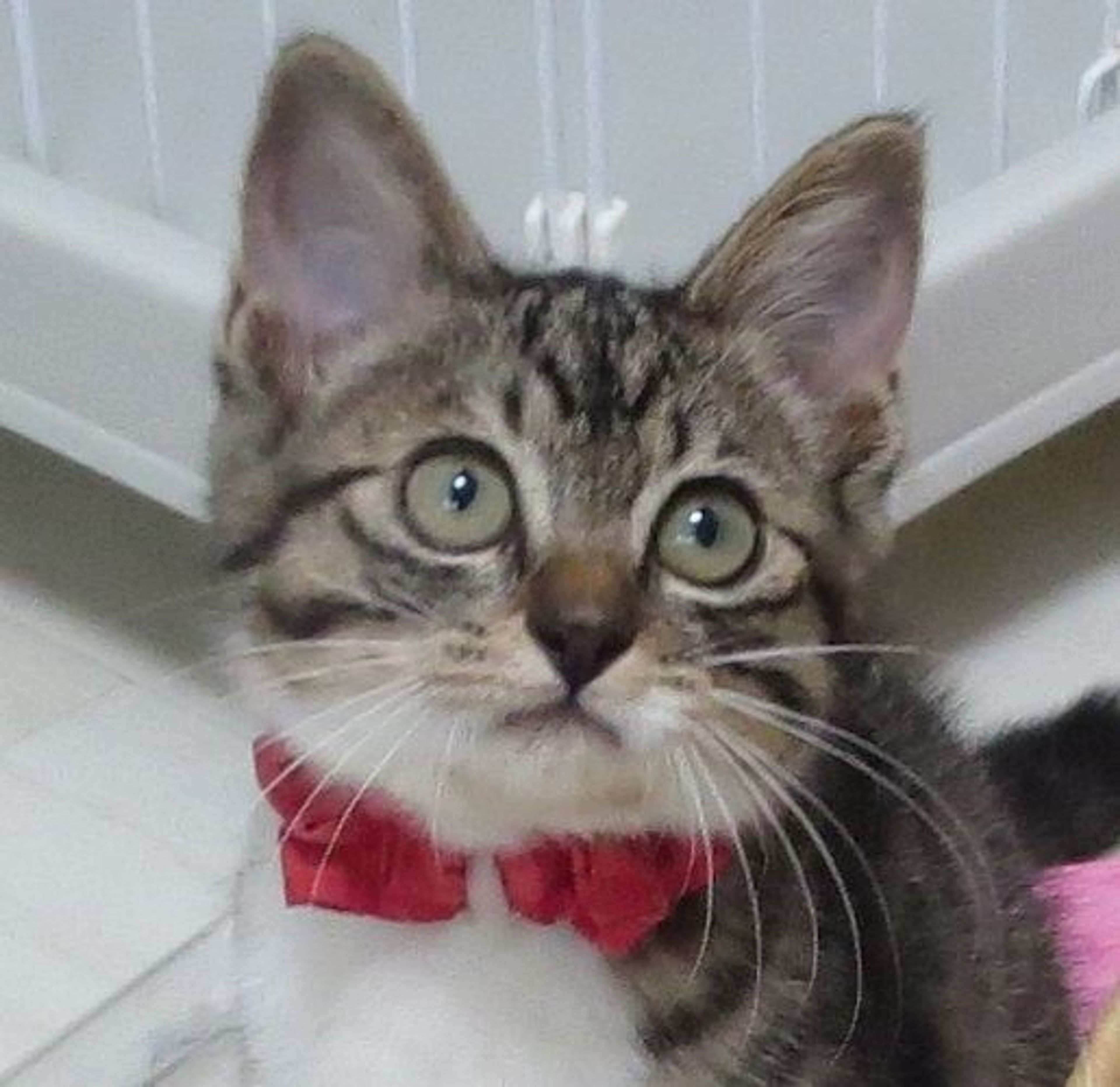 雑種（ミックス猫）・メスの里親募集の写真
