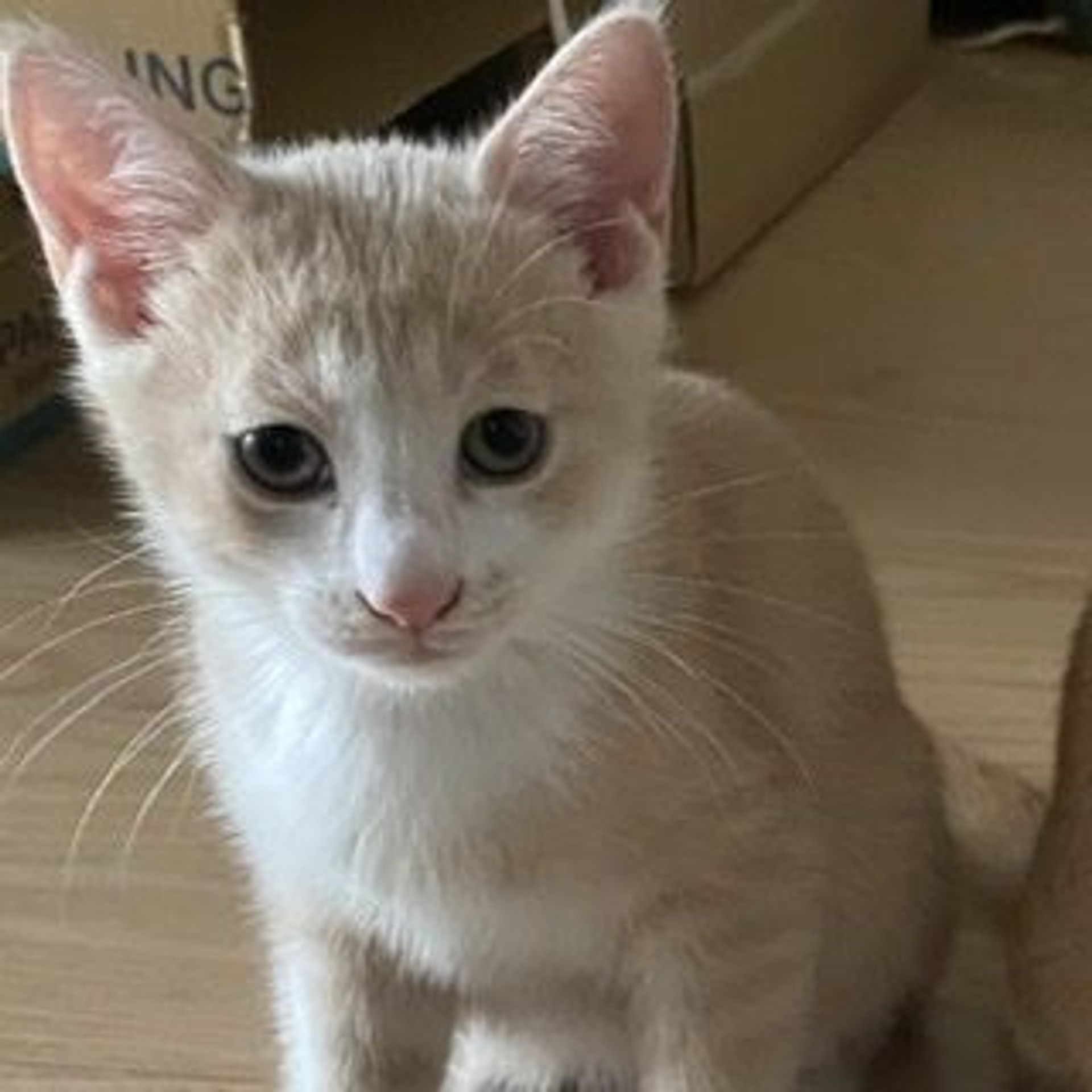 雑種（ミックス猫）・オスの里親募集の写真