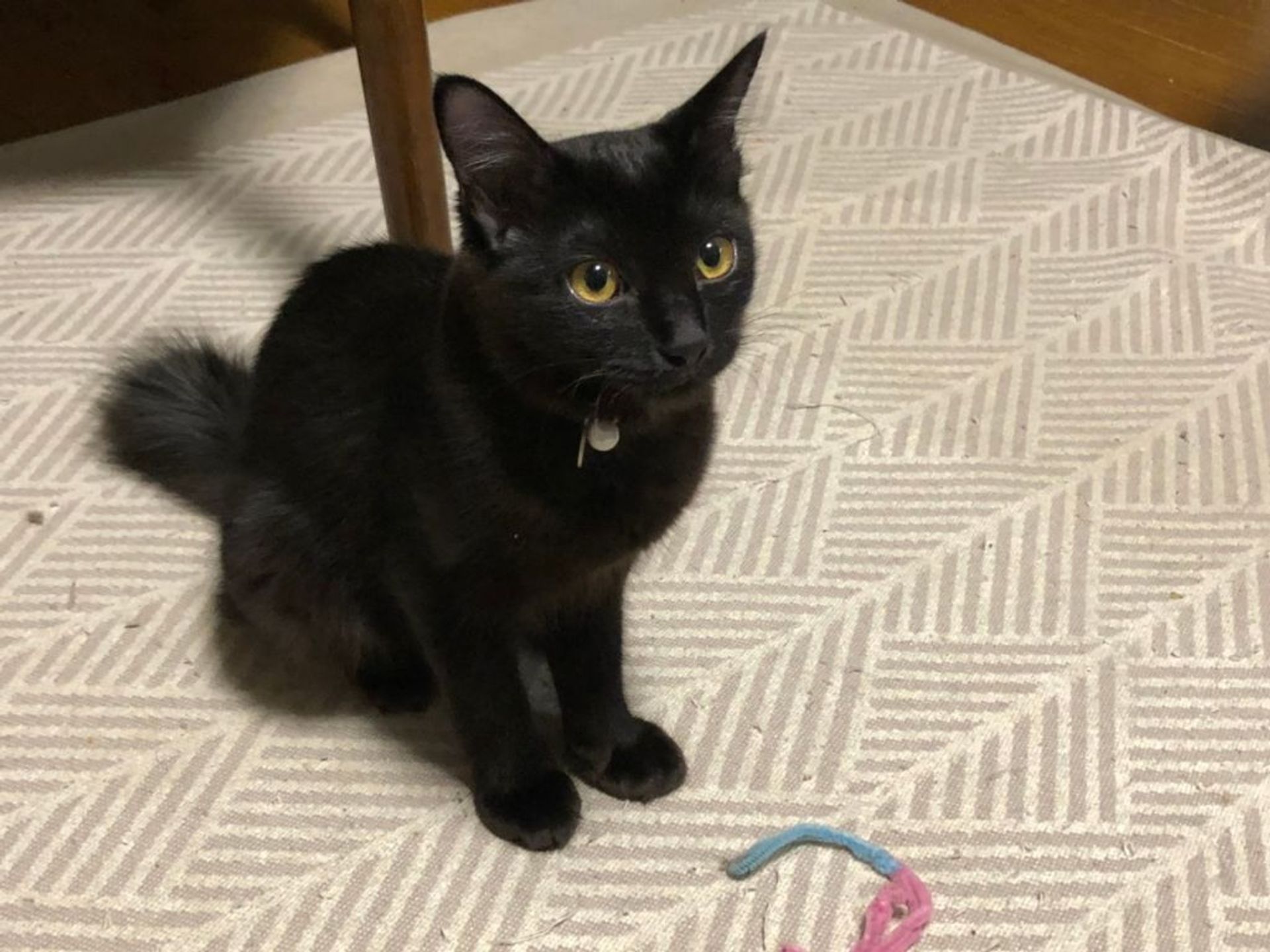雑種（ミックス猫）・メスの里親募集の写真
