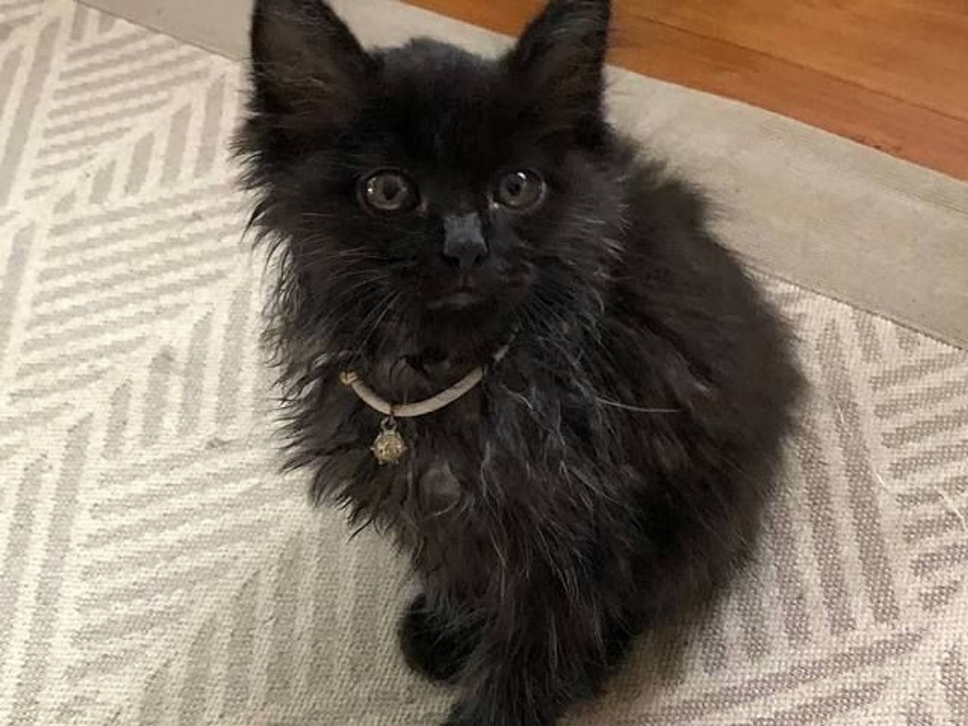 雑種（ミックス猫）・メスの里親募集の写真