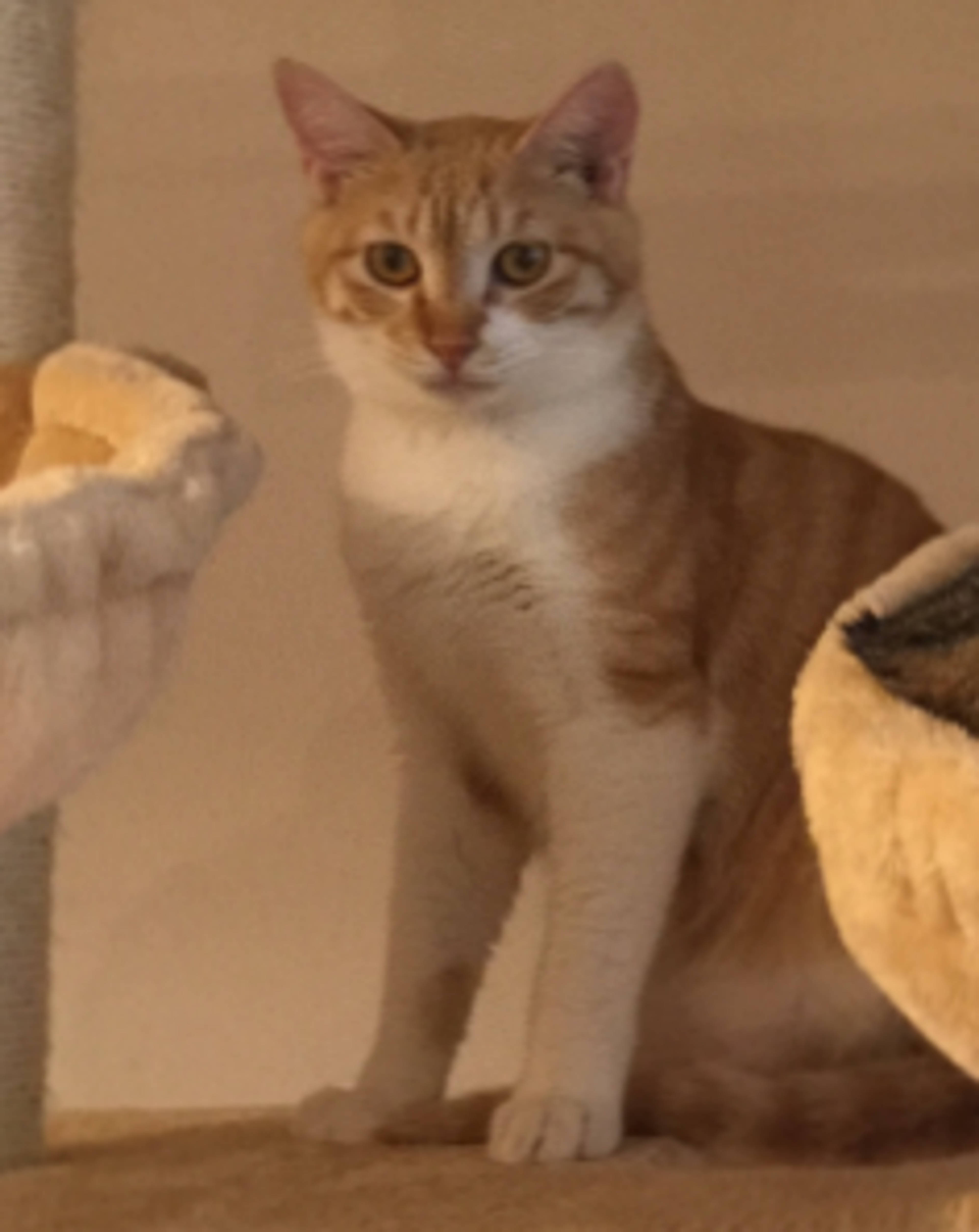 日本猫・オスの里親募集の写真