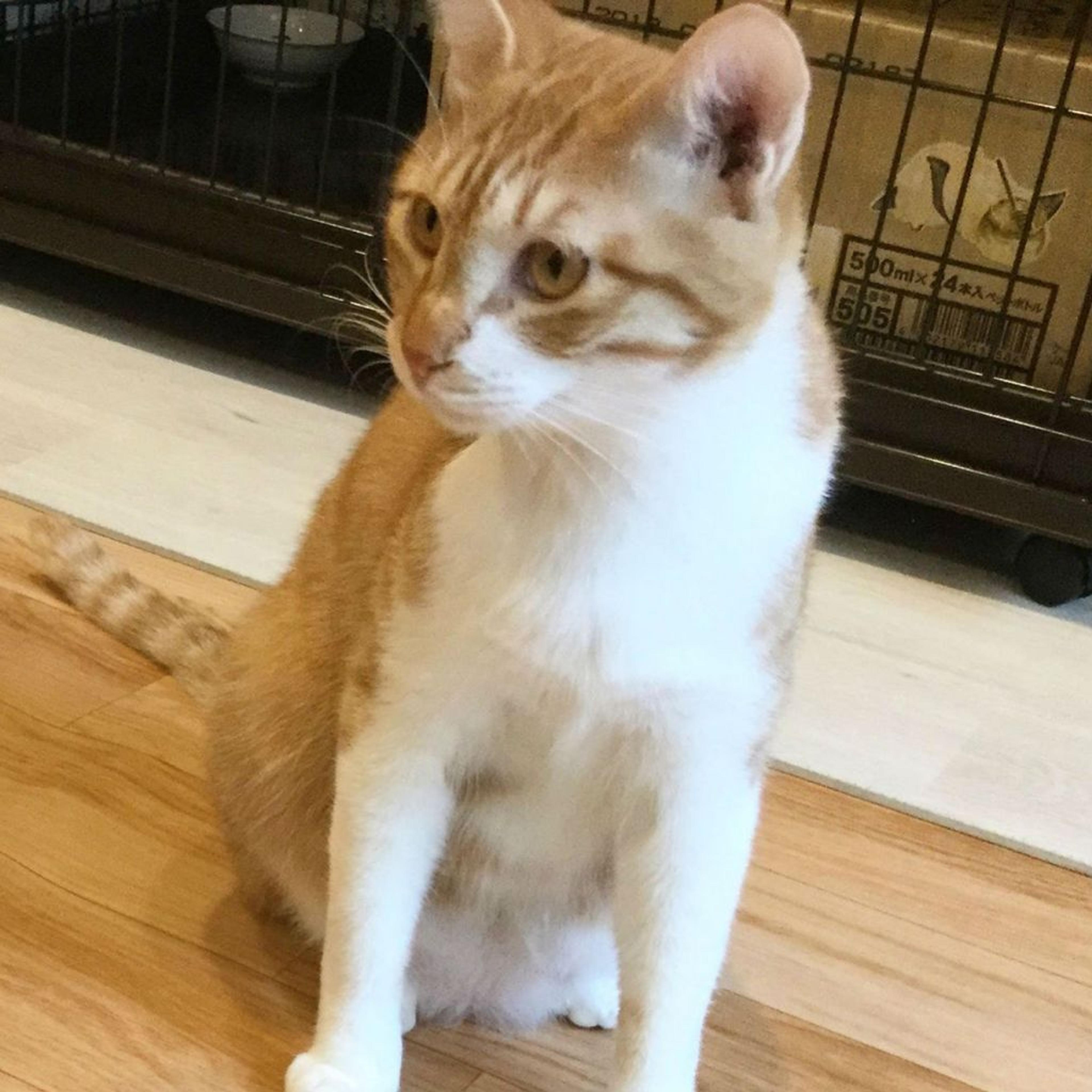 pet-image-3