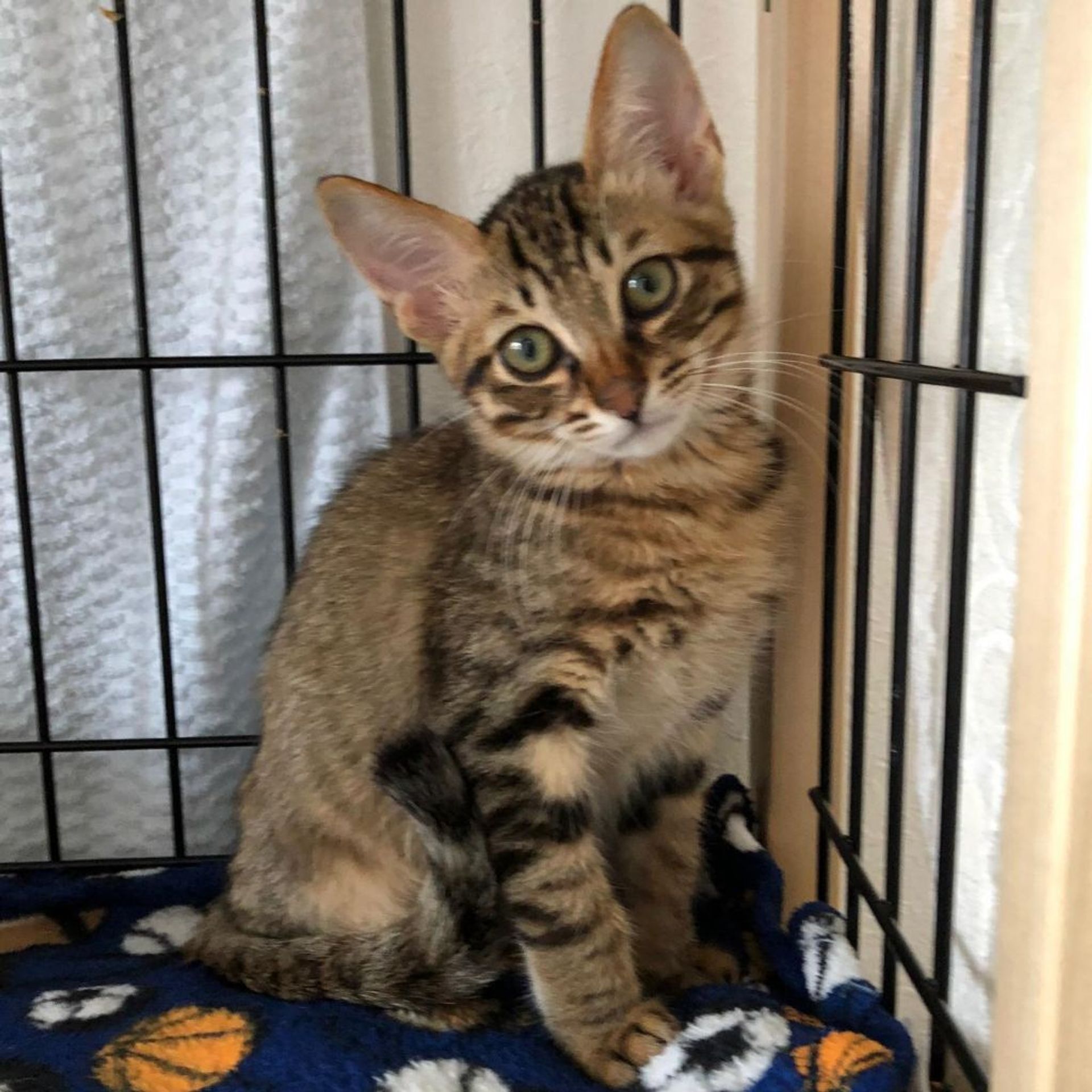 雑種（ミックス猫）・オスの里親募集の写真
