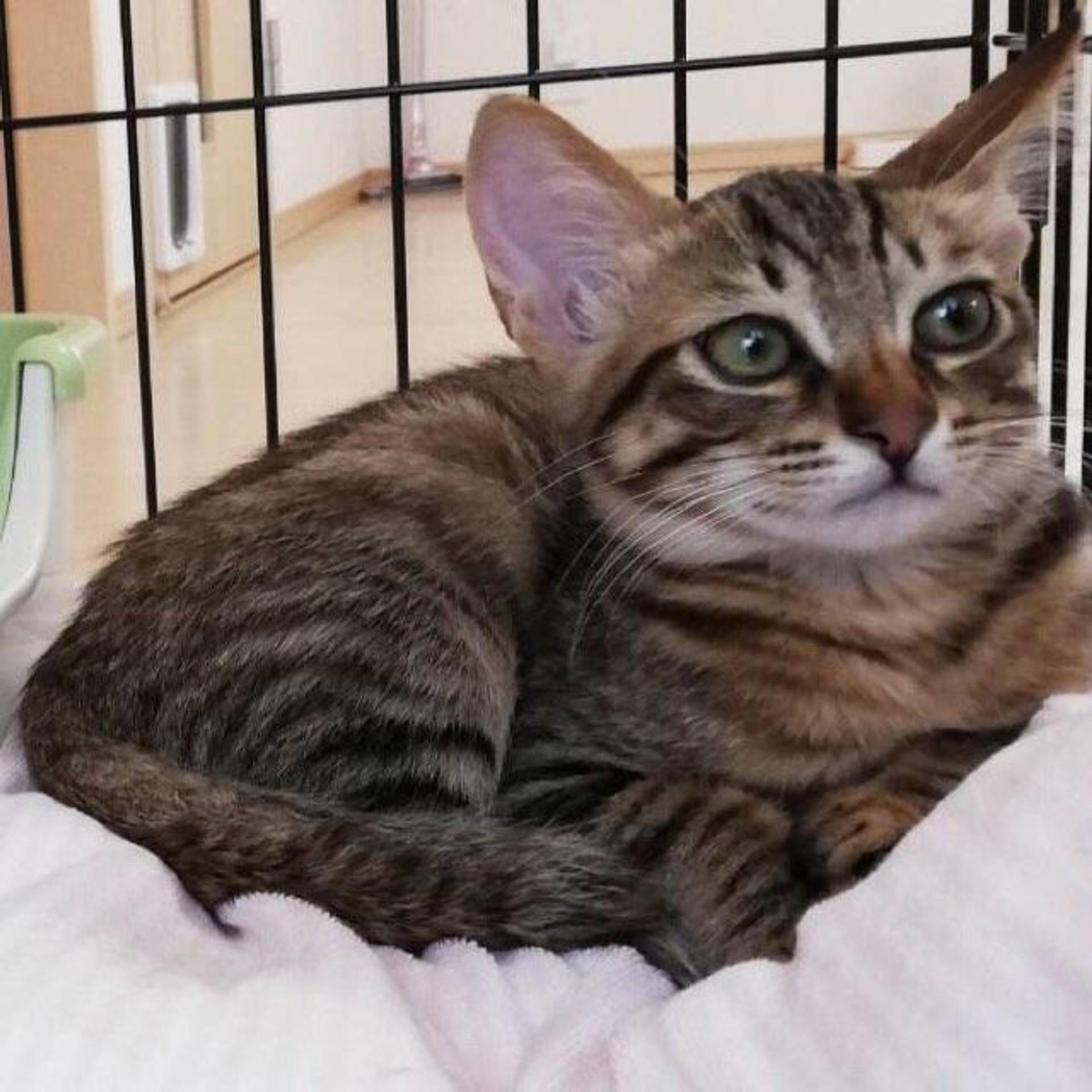 pet-image-2