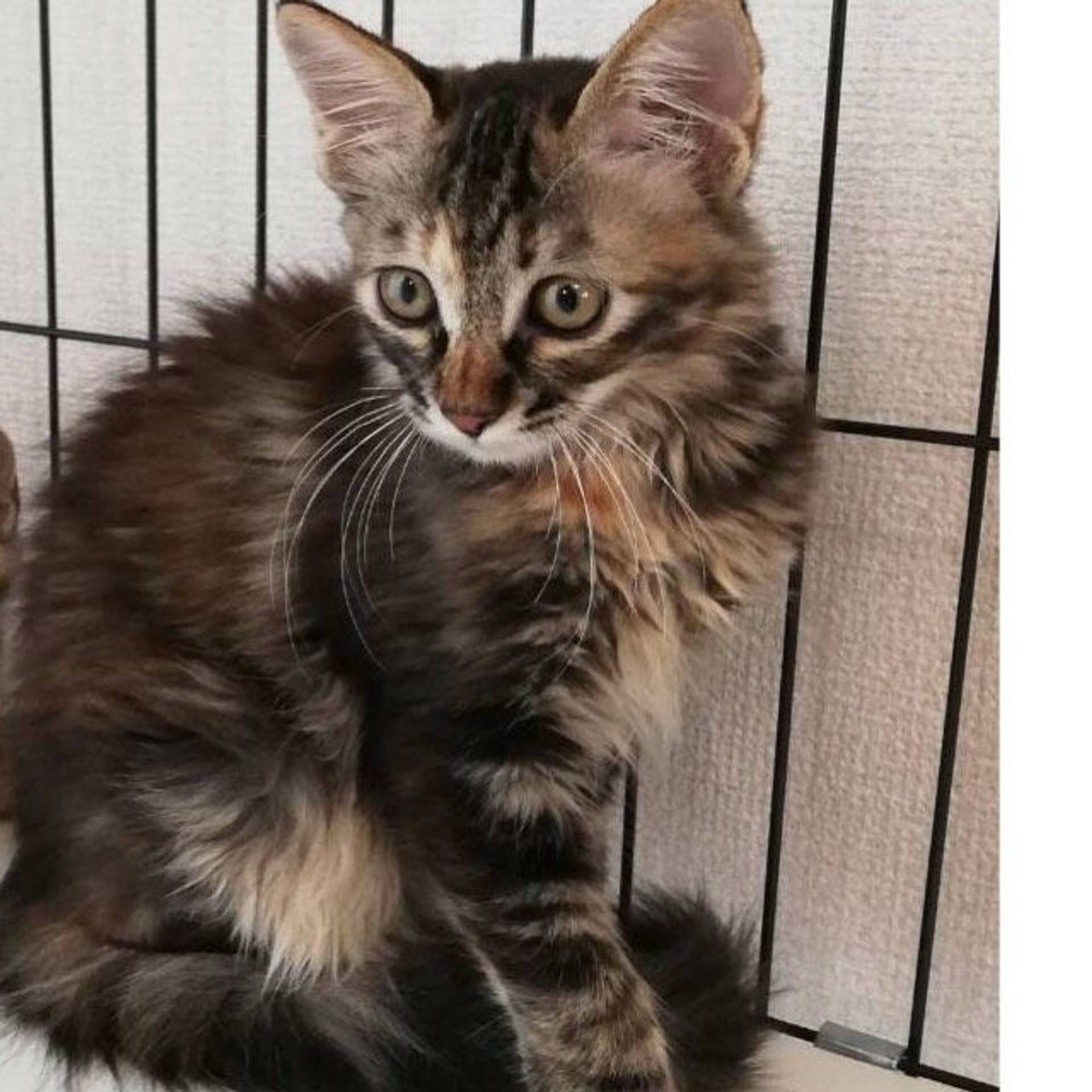 雑種（ミックス猫）・メスの里親募集の写真