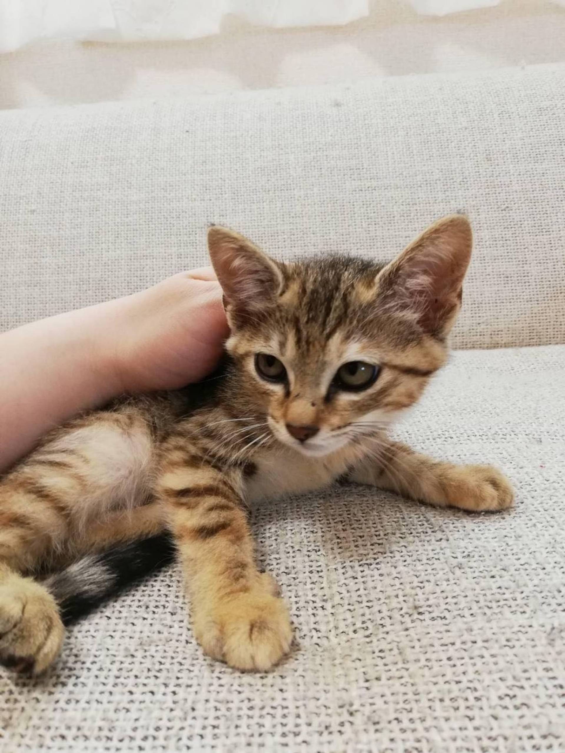 雑種（ミックス猫）・メスの里親募集の写真