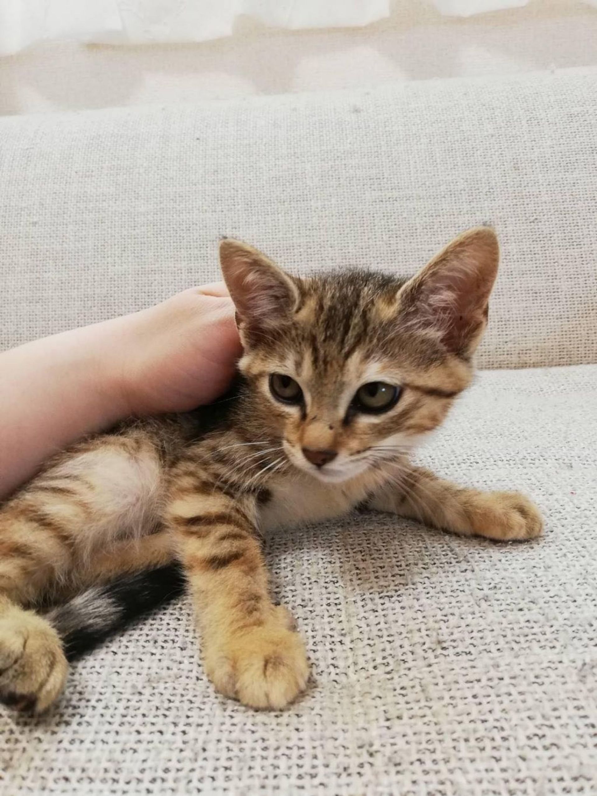 雑種（ミックス猫）・メスの里親募集の写真