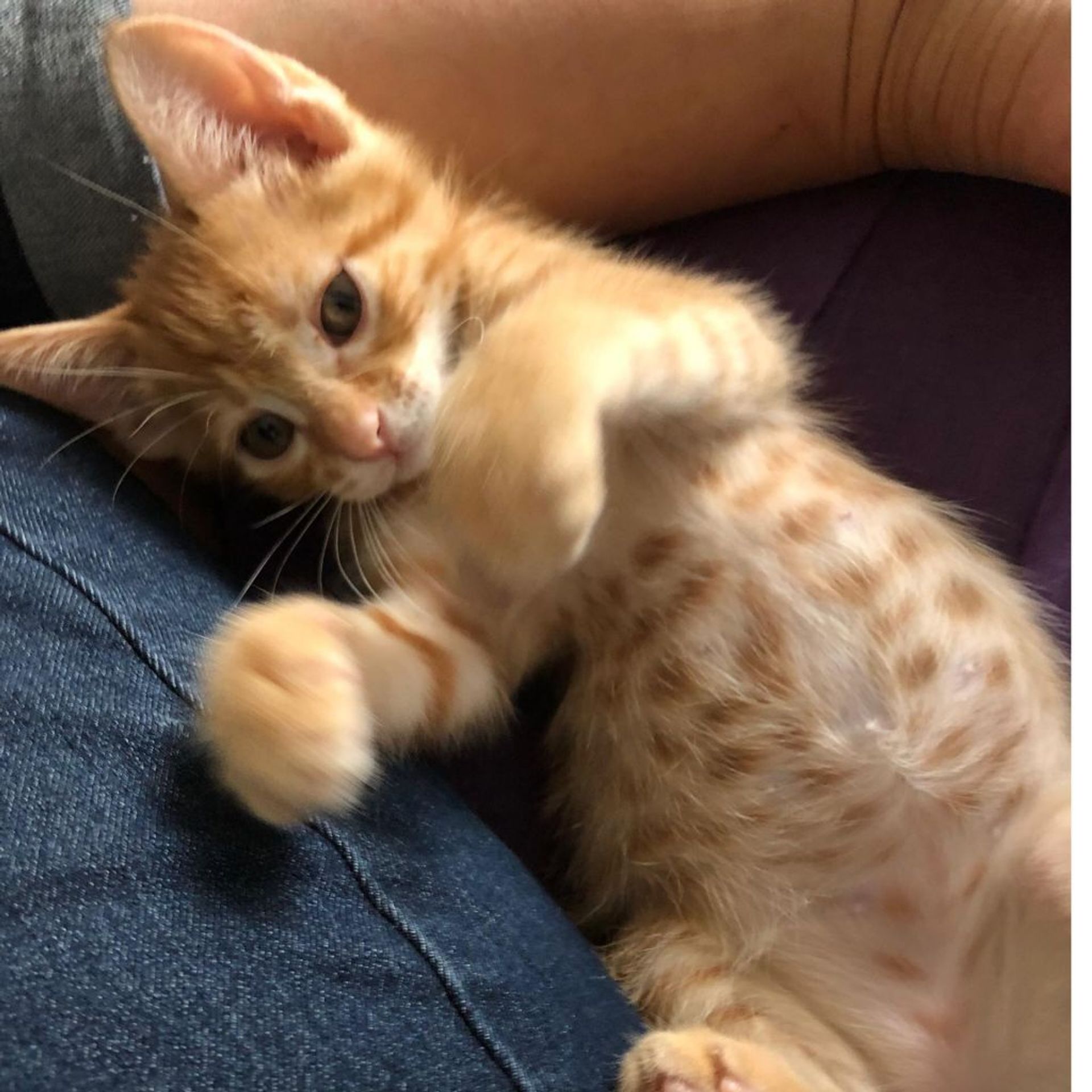雑種（ミックス猫）・オスの里親募集の写真