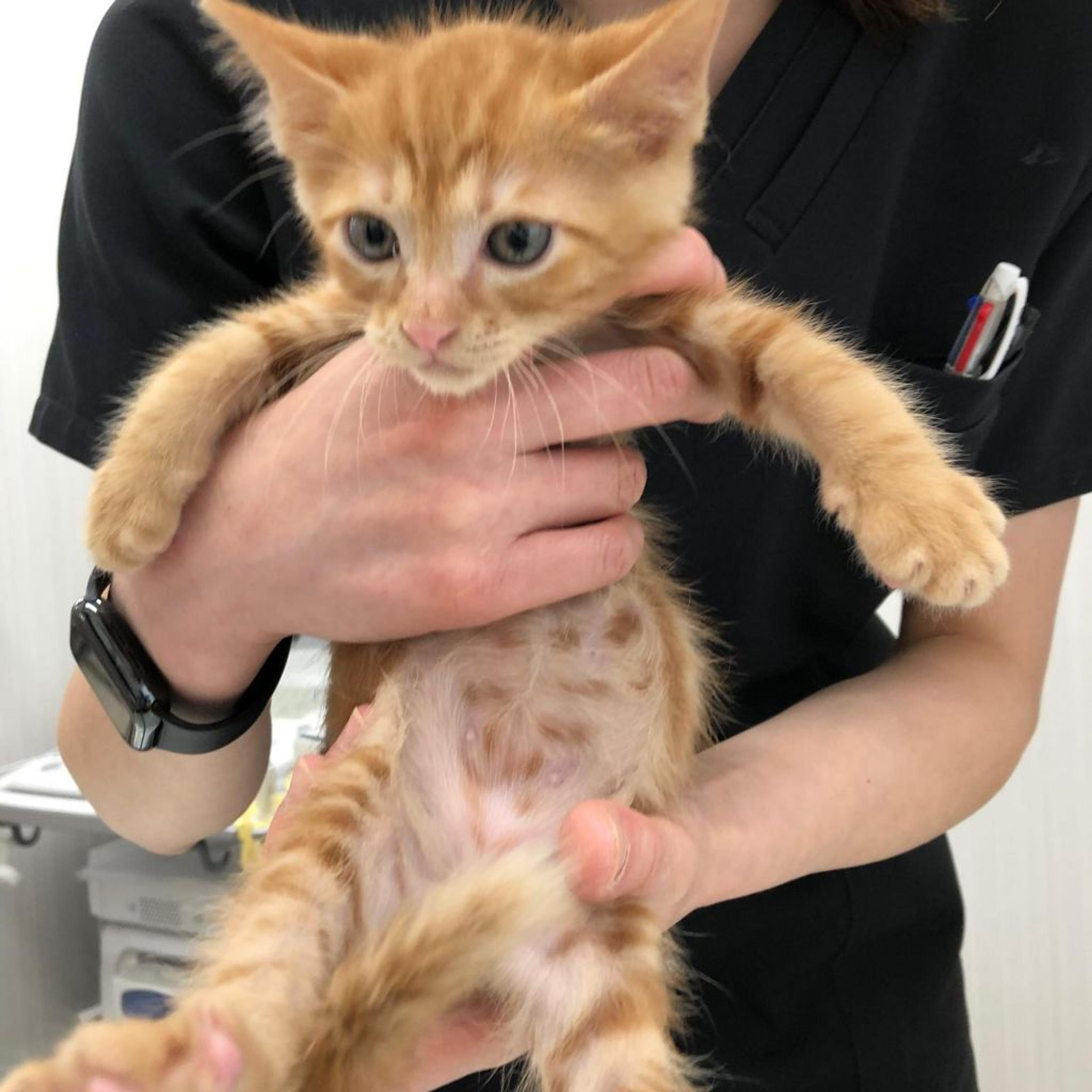 pet-image-2
