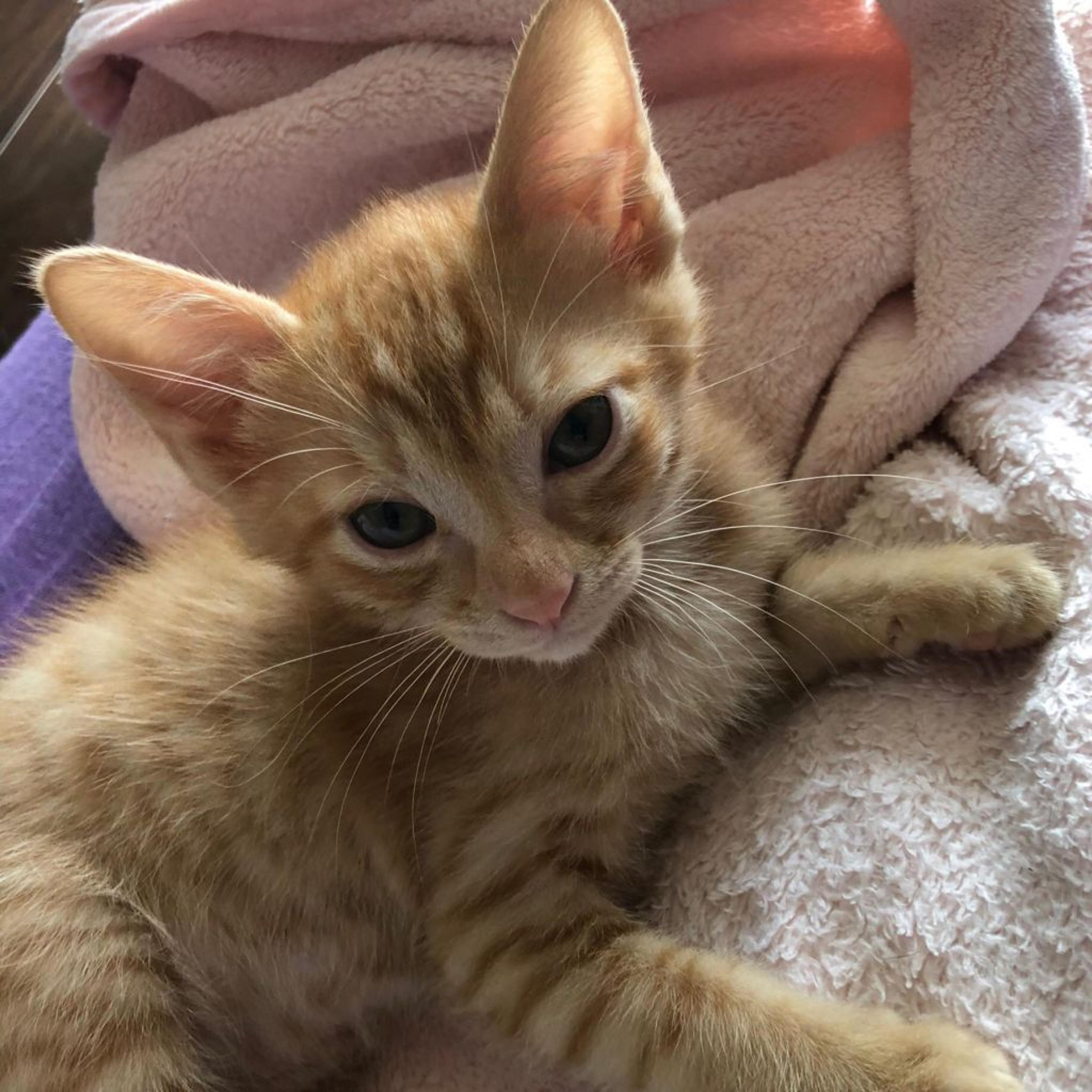 pet-image-3