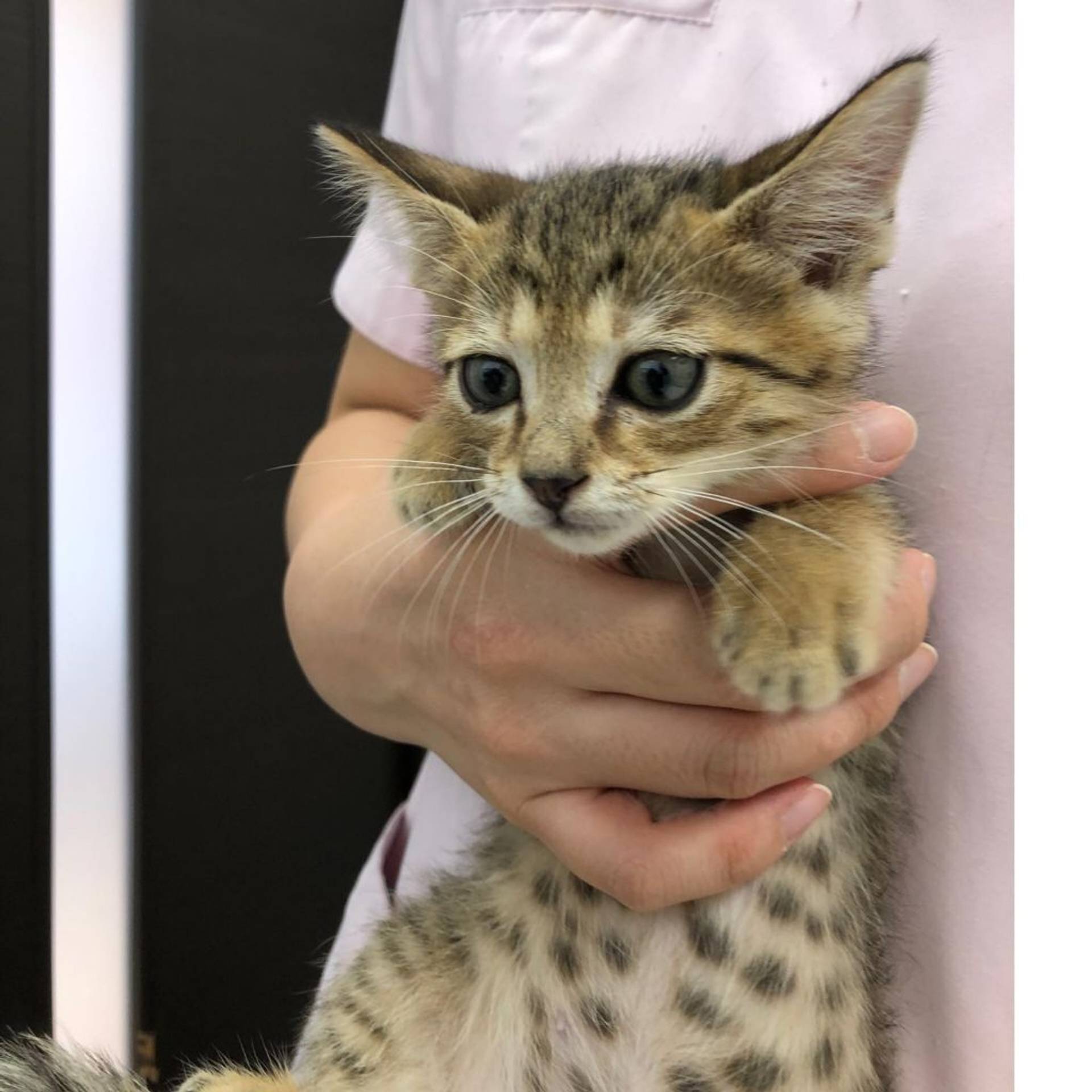 雑種（ミックス猫）・オスの里親募集の写真
