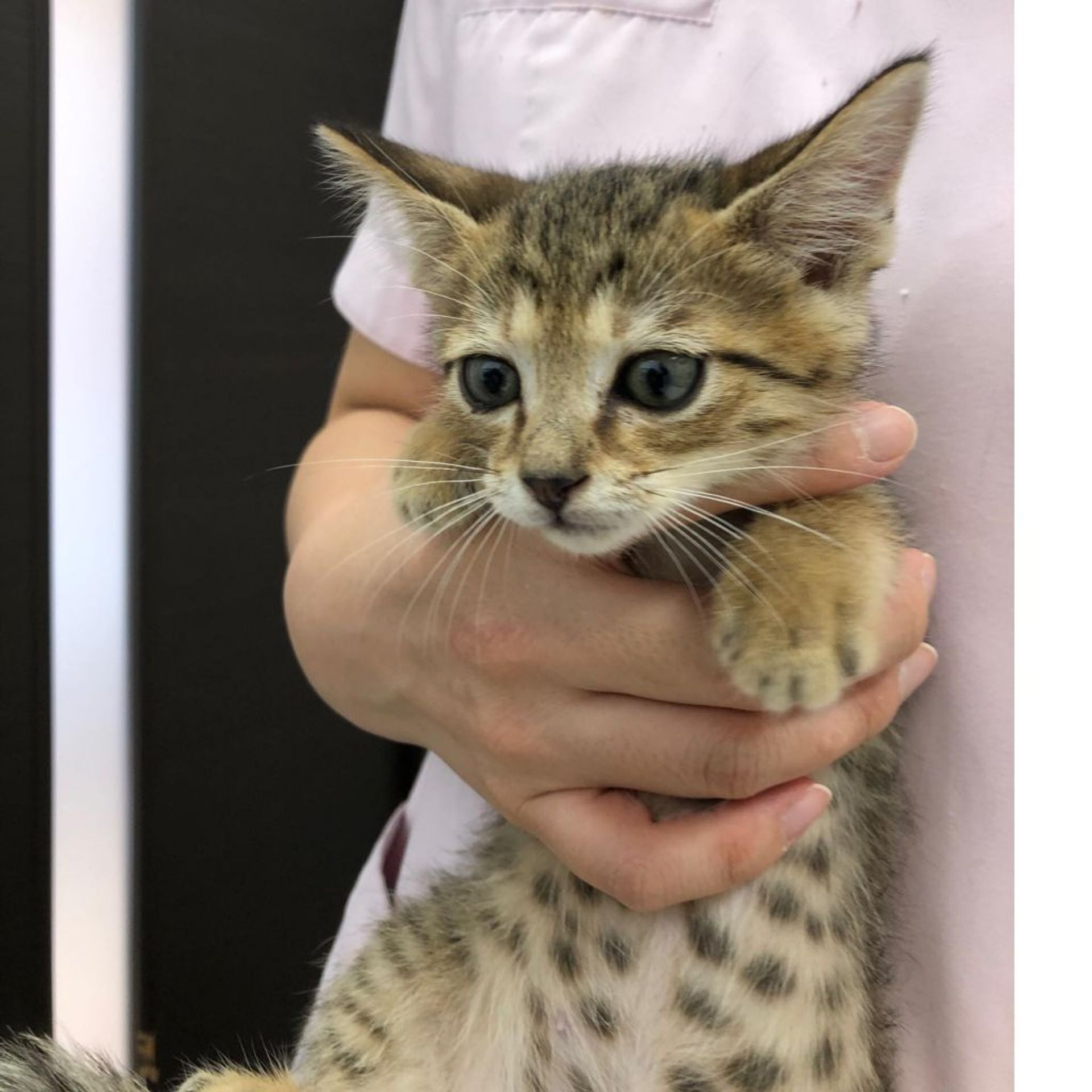 雑種（ミックス猫）・オスの里親募集の写真