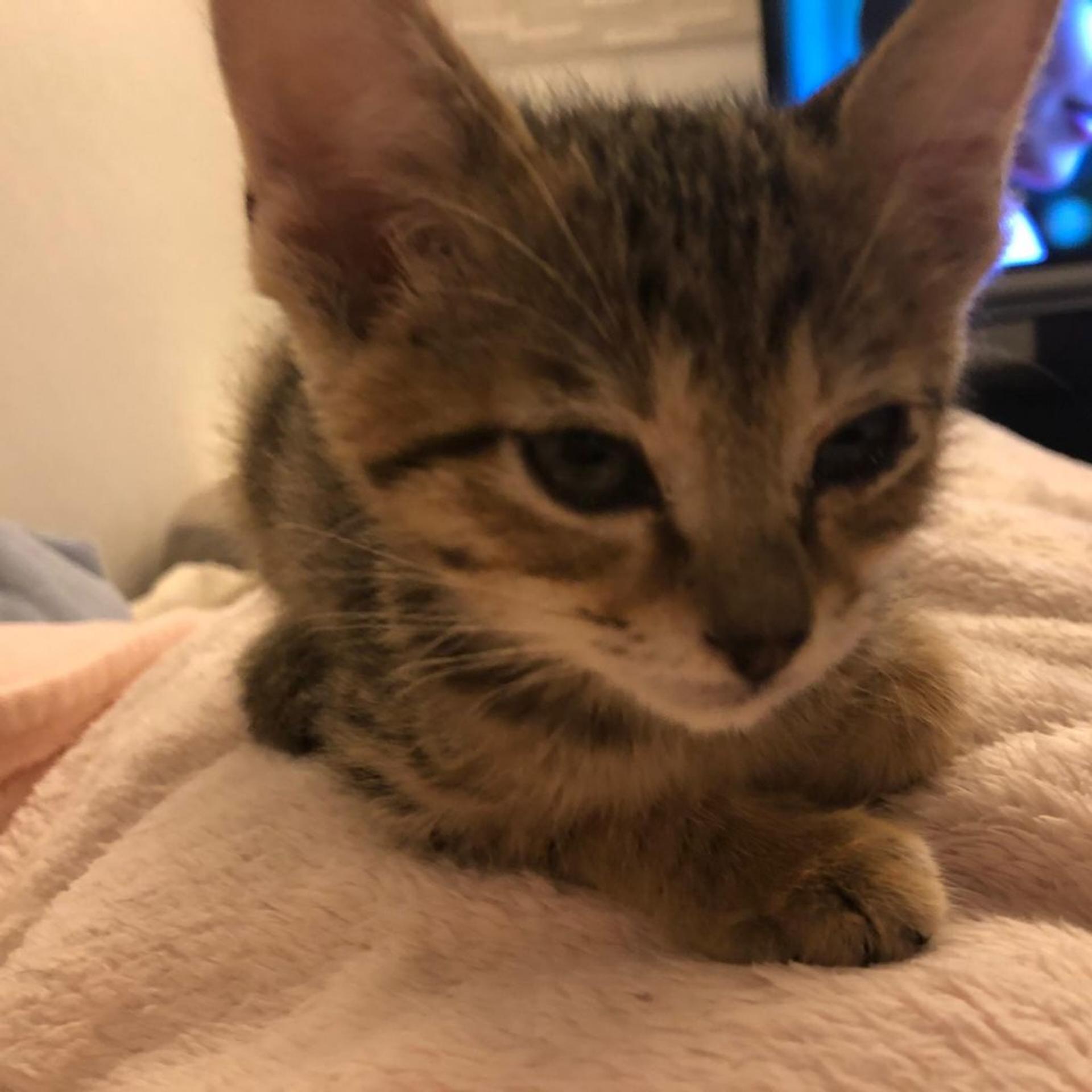 pet-image-3
