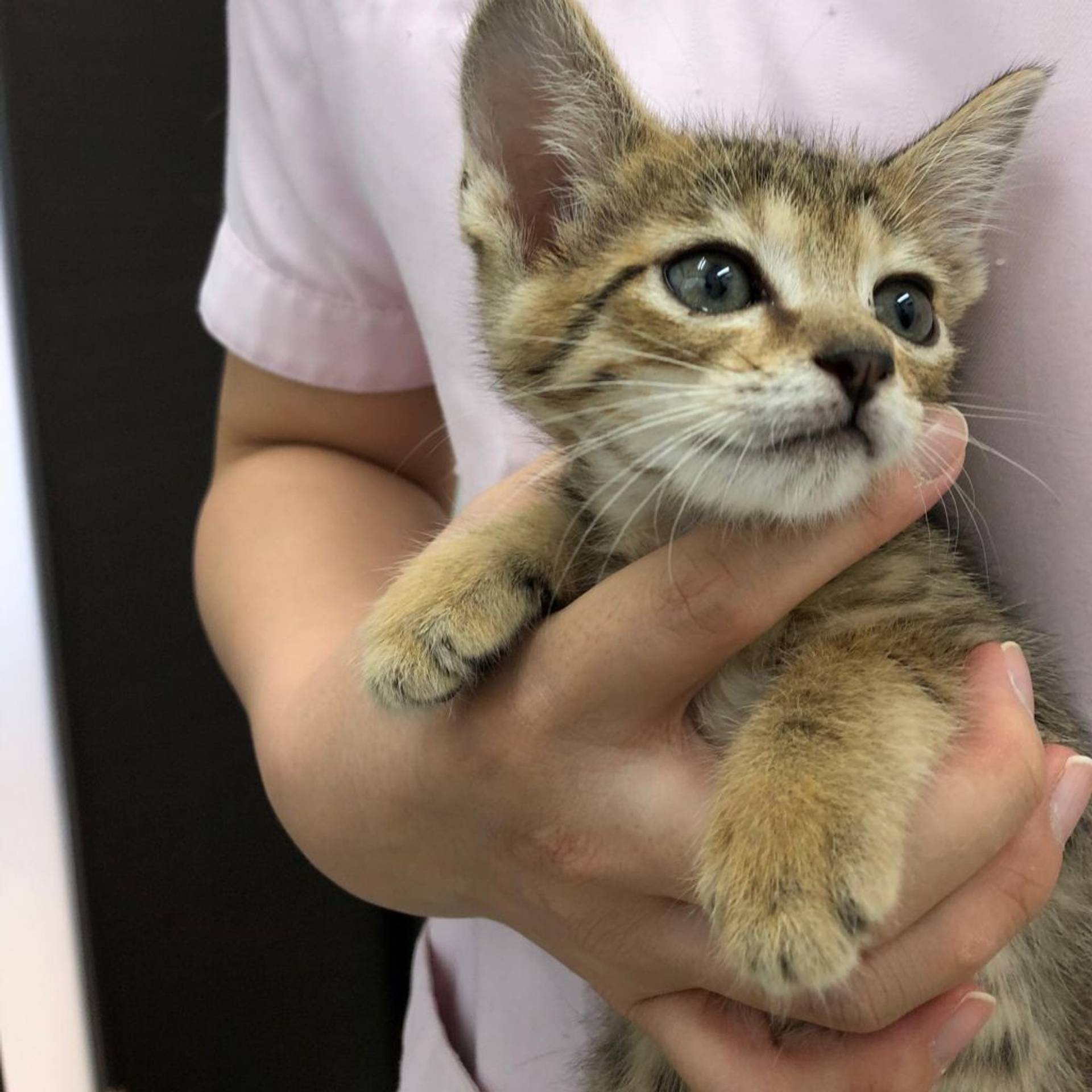 雑種（ミックス猫）・メスの里親募集の写真