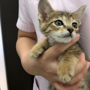 ミトちゃんの写真