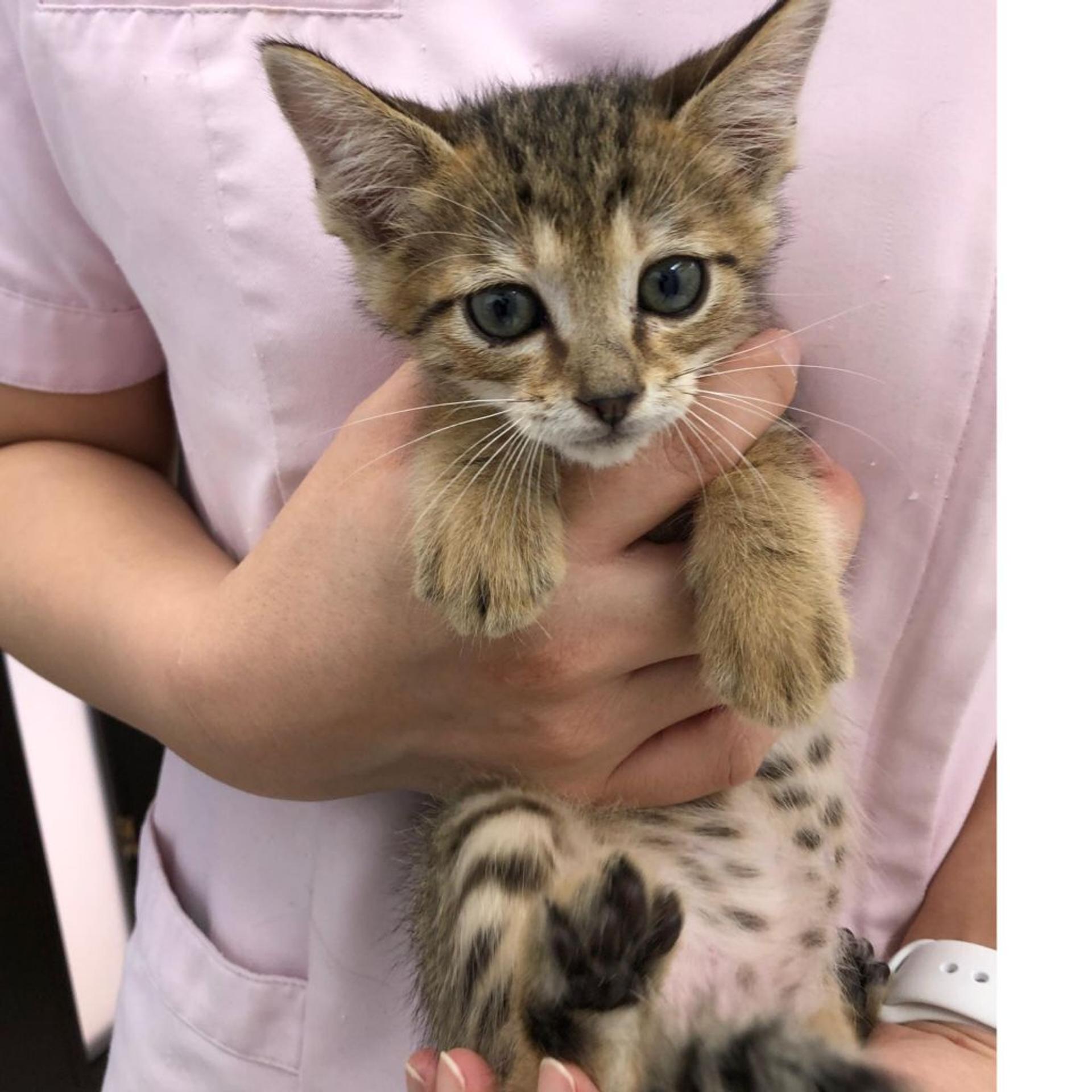 pet-image-2