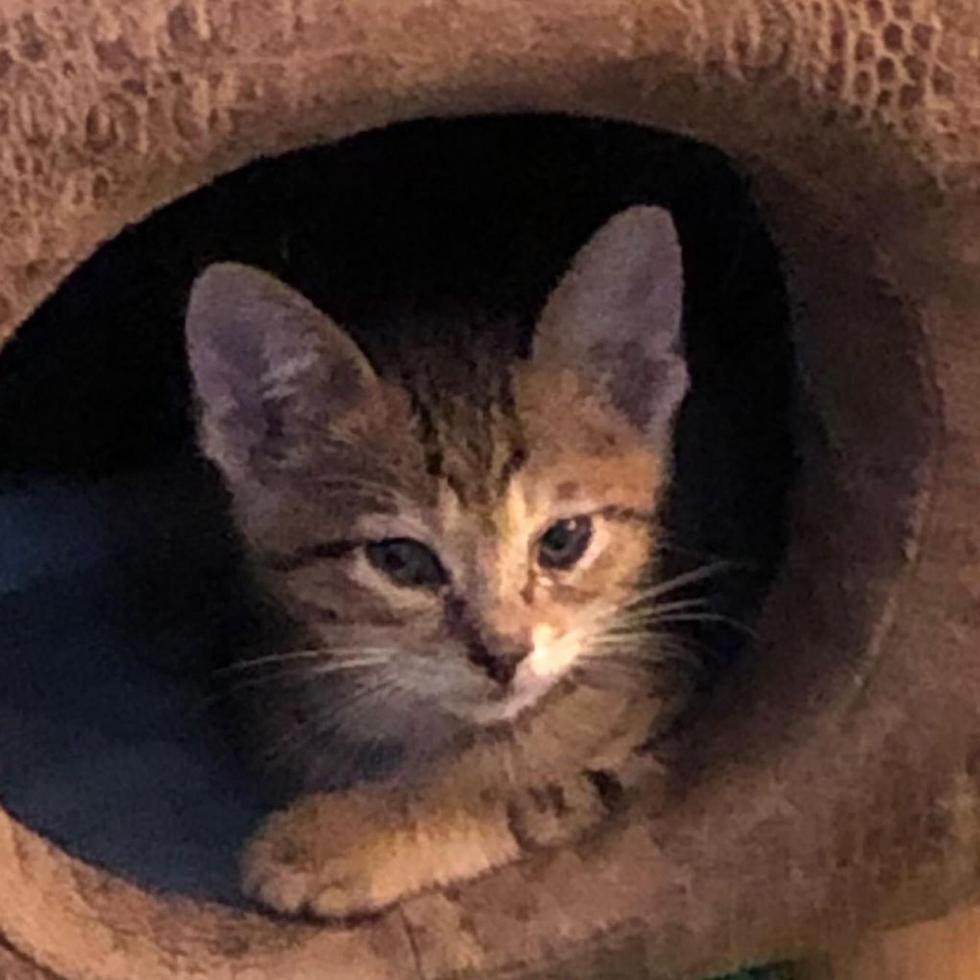 pet-image-3