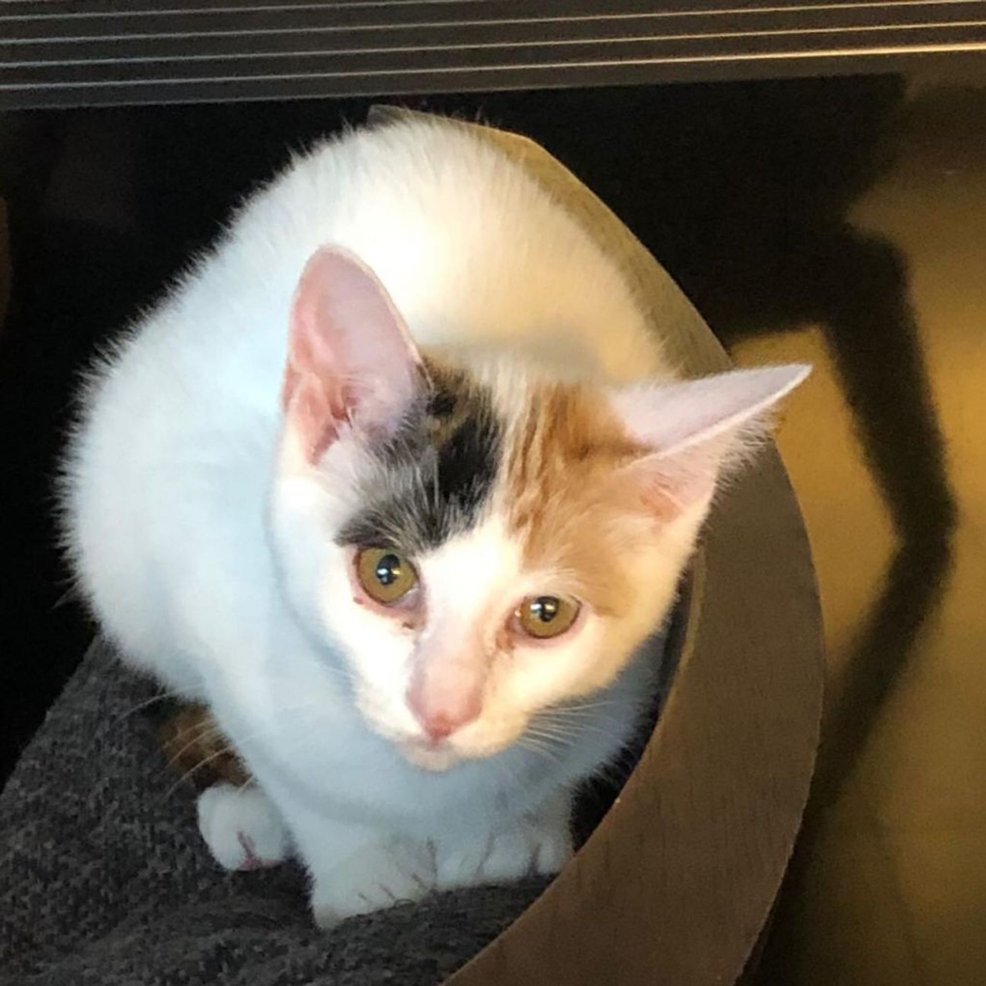 雑種（ミックス猫）・メスの里親募集の写真
