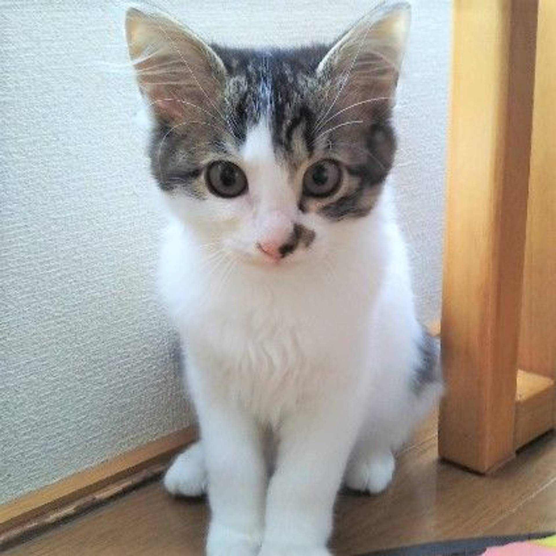 雑種（ミックス猫）・メスの里親募集の写真