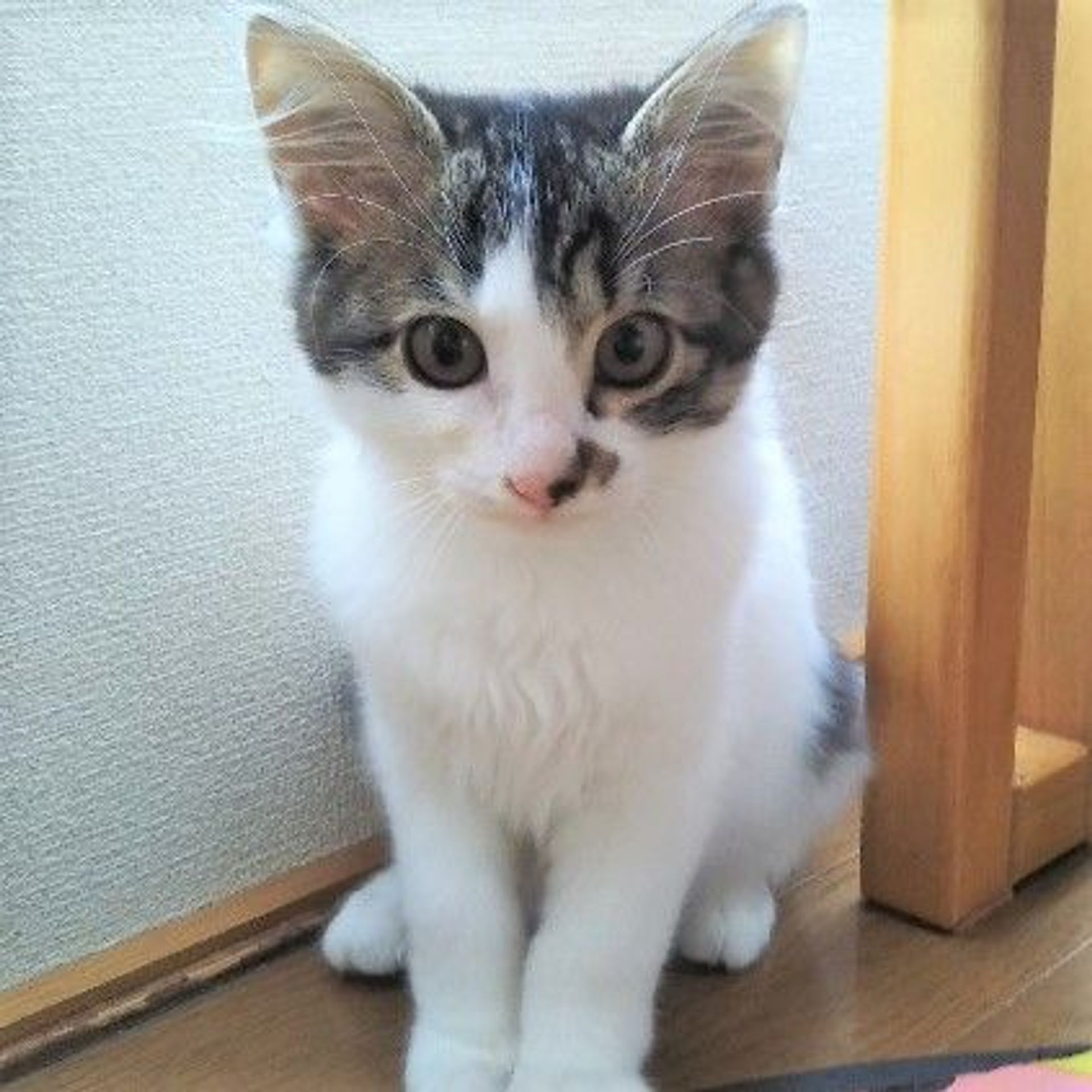 雑種（ミックス猫）・メスの里親募集の写真