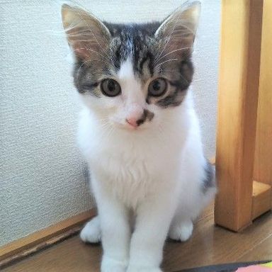 すみれちゃんの写真