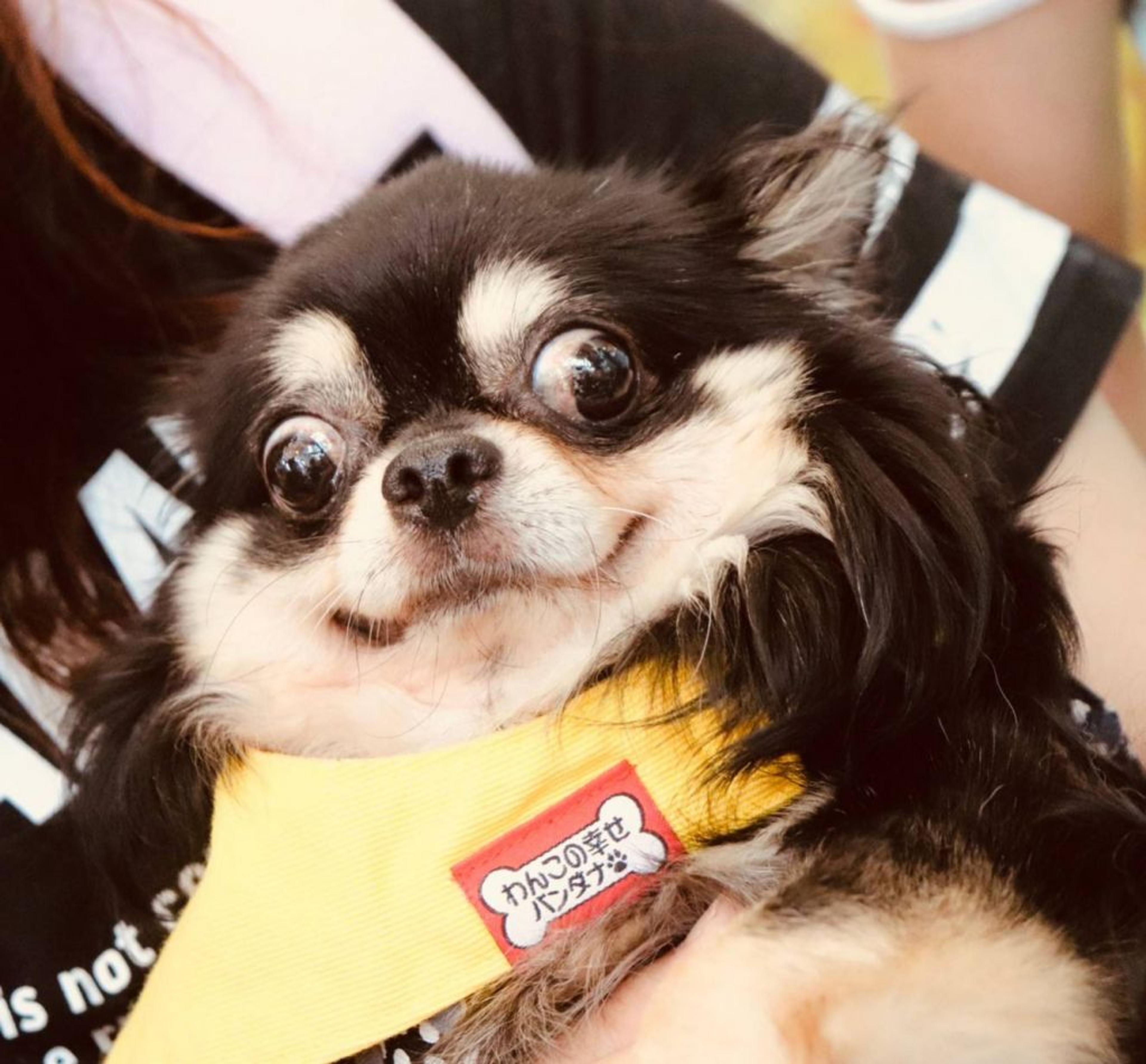 pet-image-2