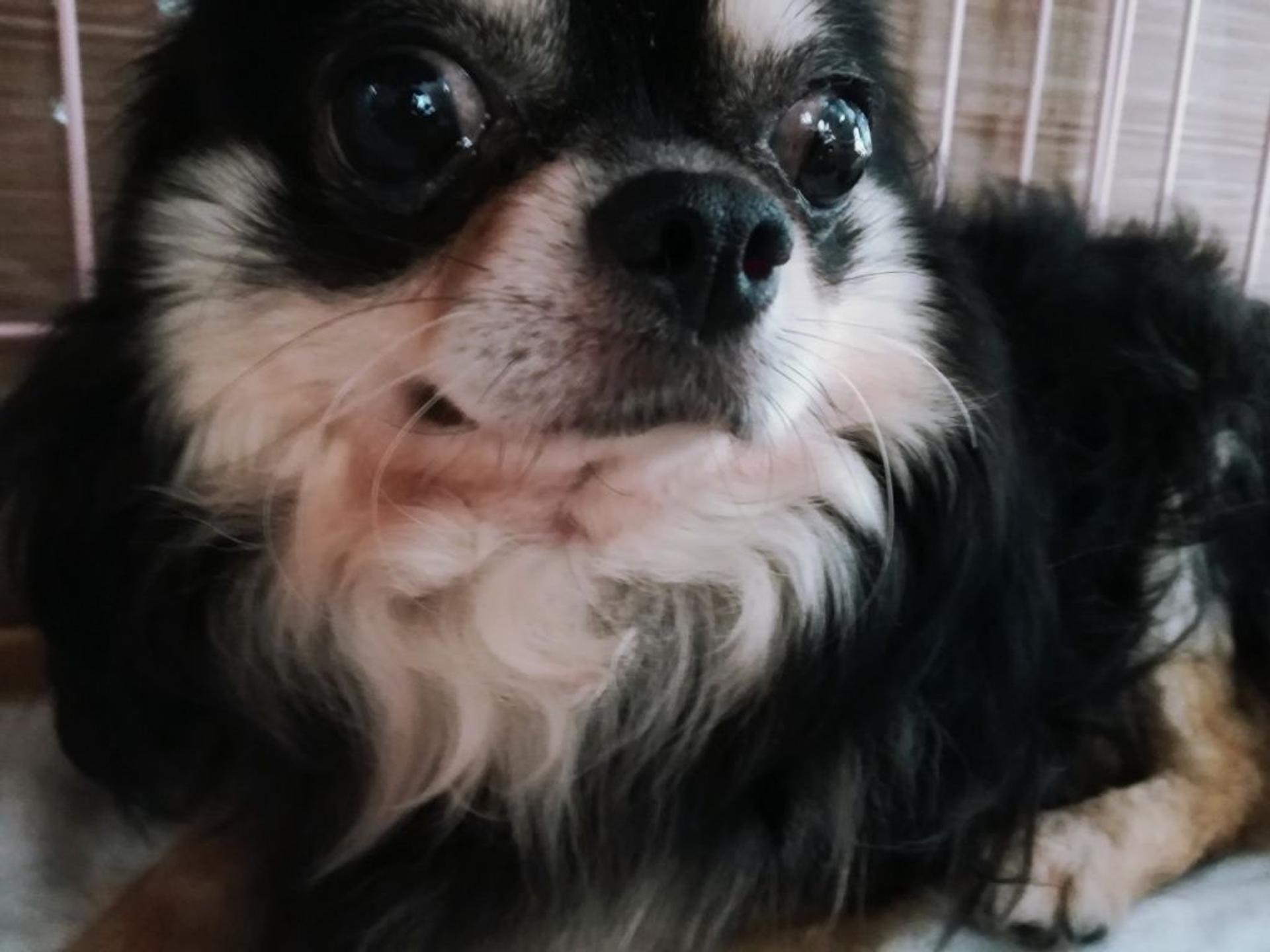 pet-image-3