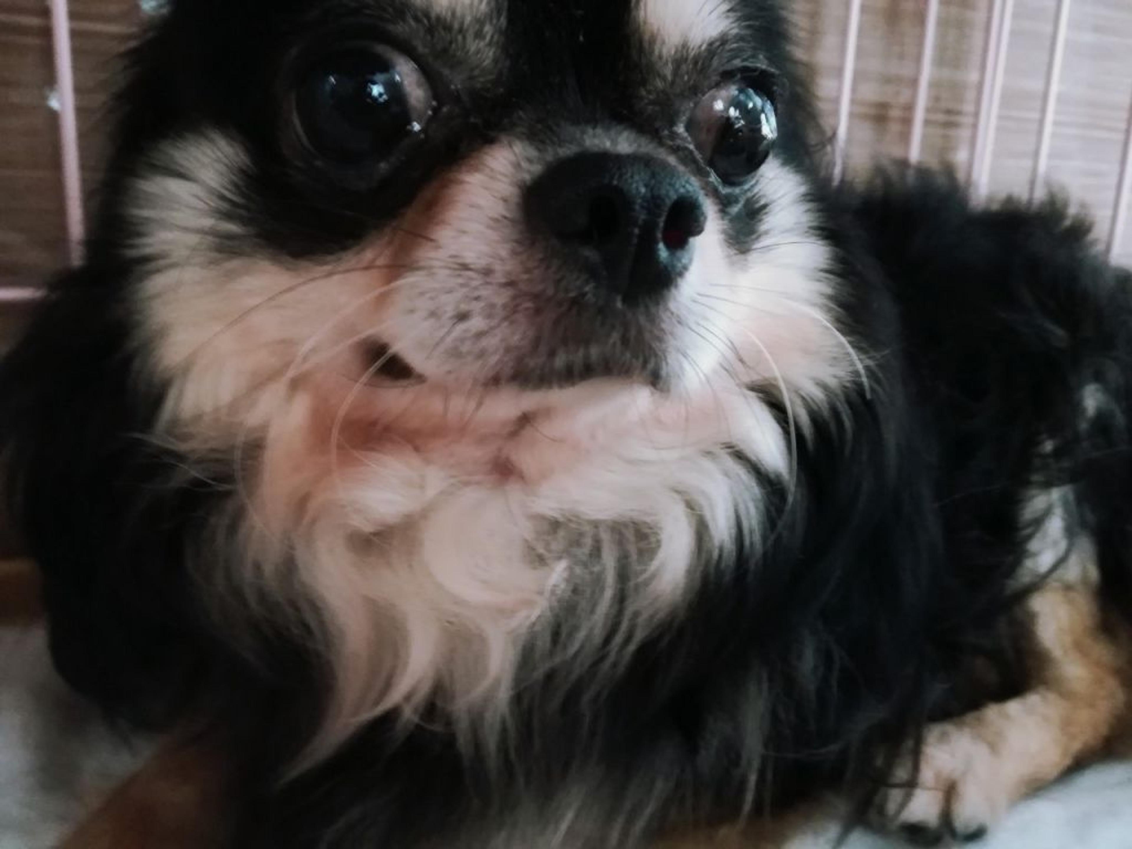 pet-image-3