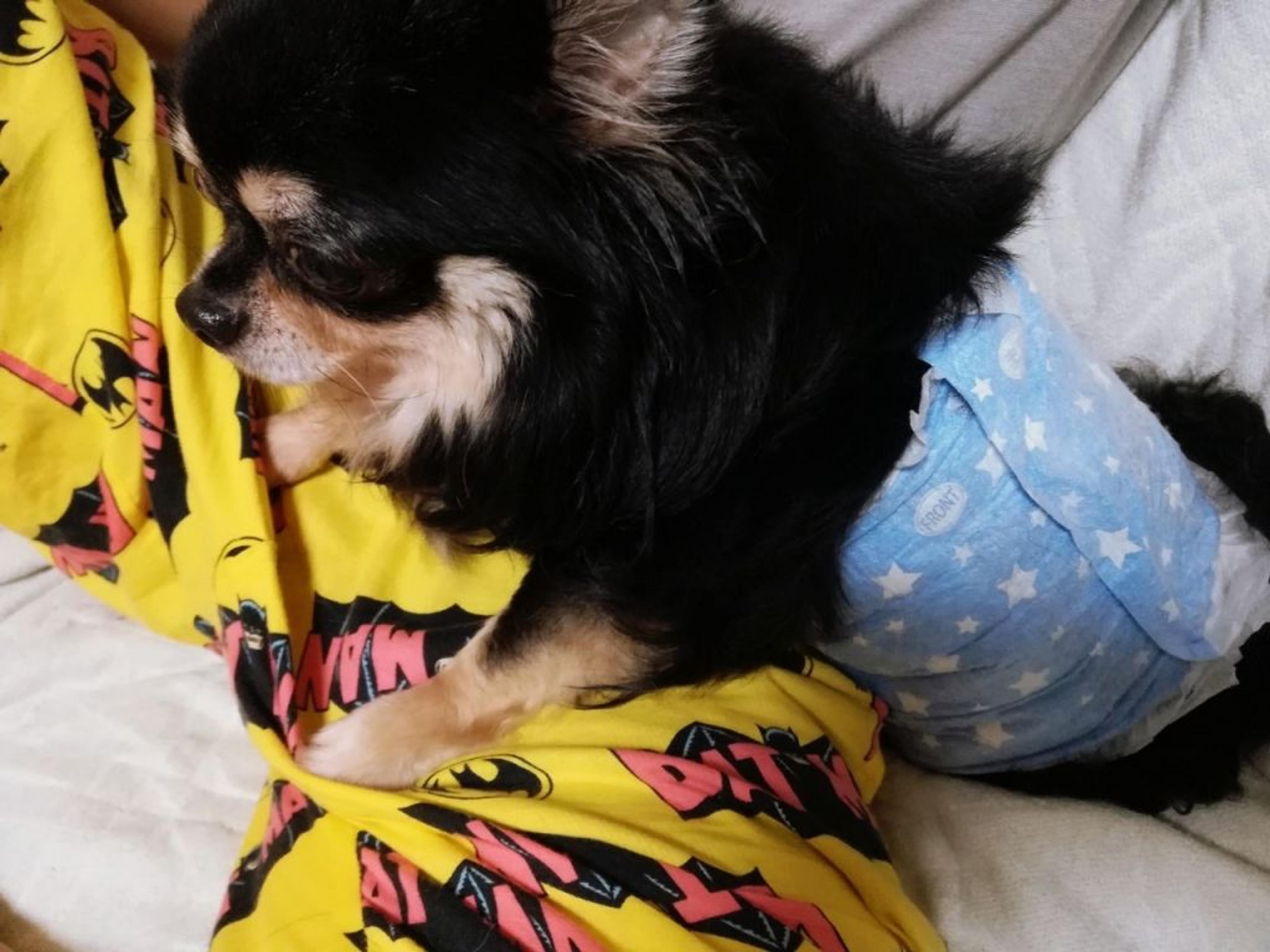 pet-image-4