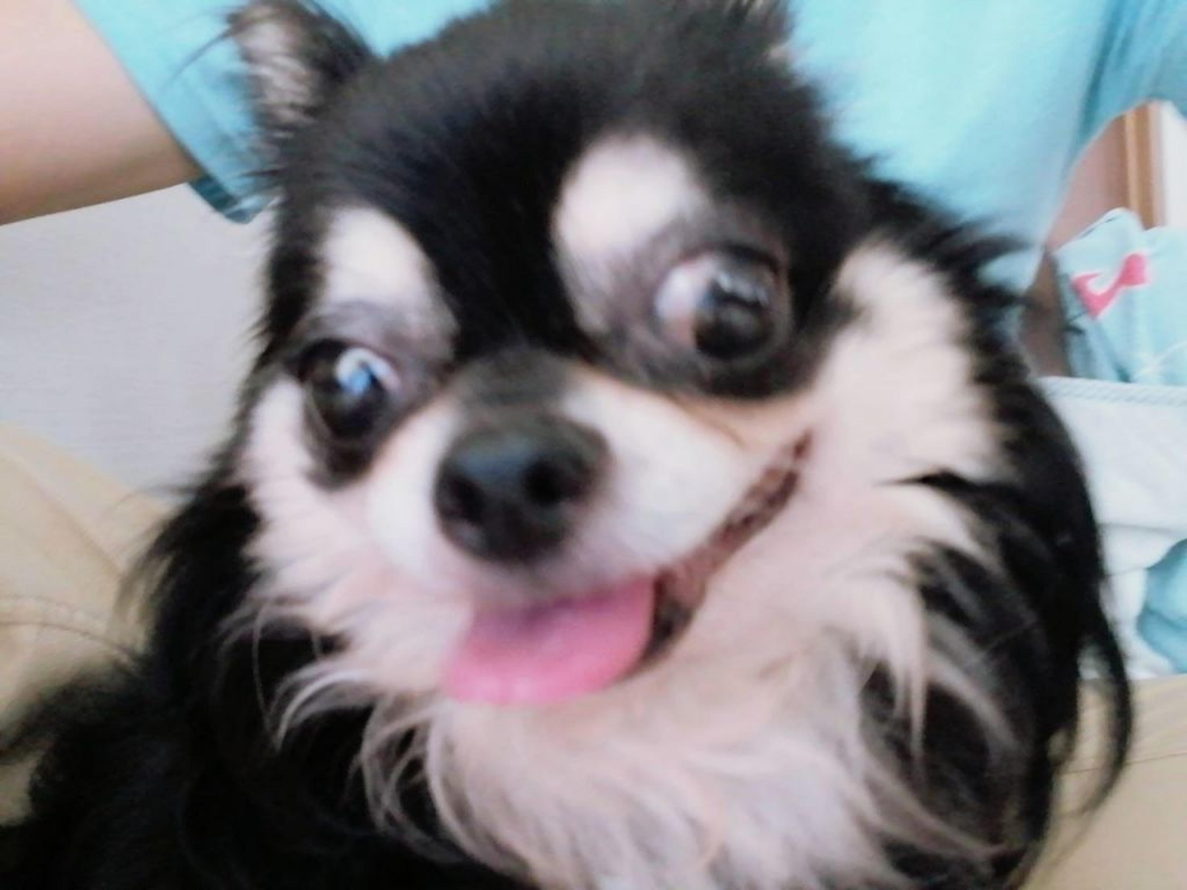pet-image-5