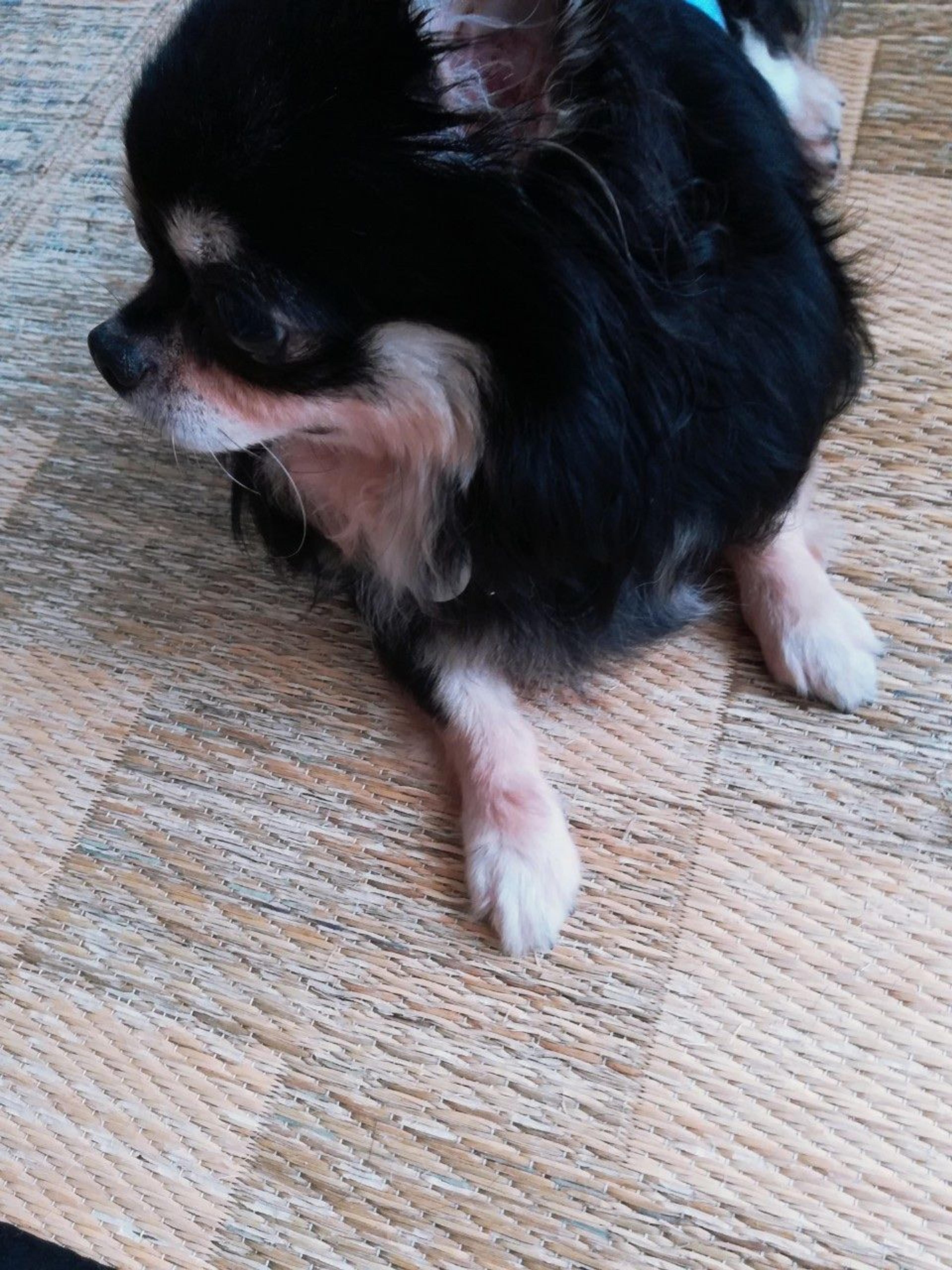 pet-image-6