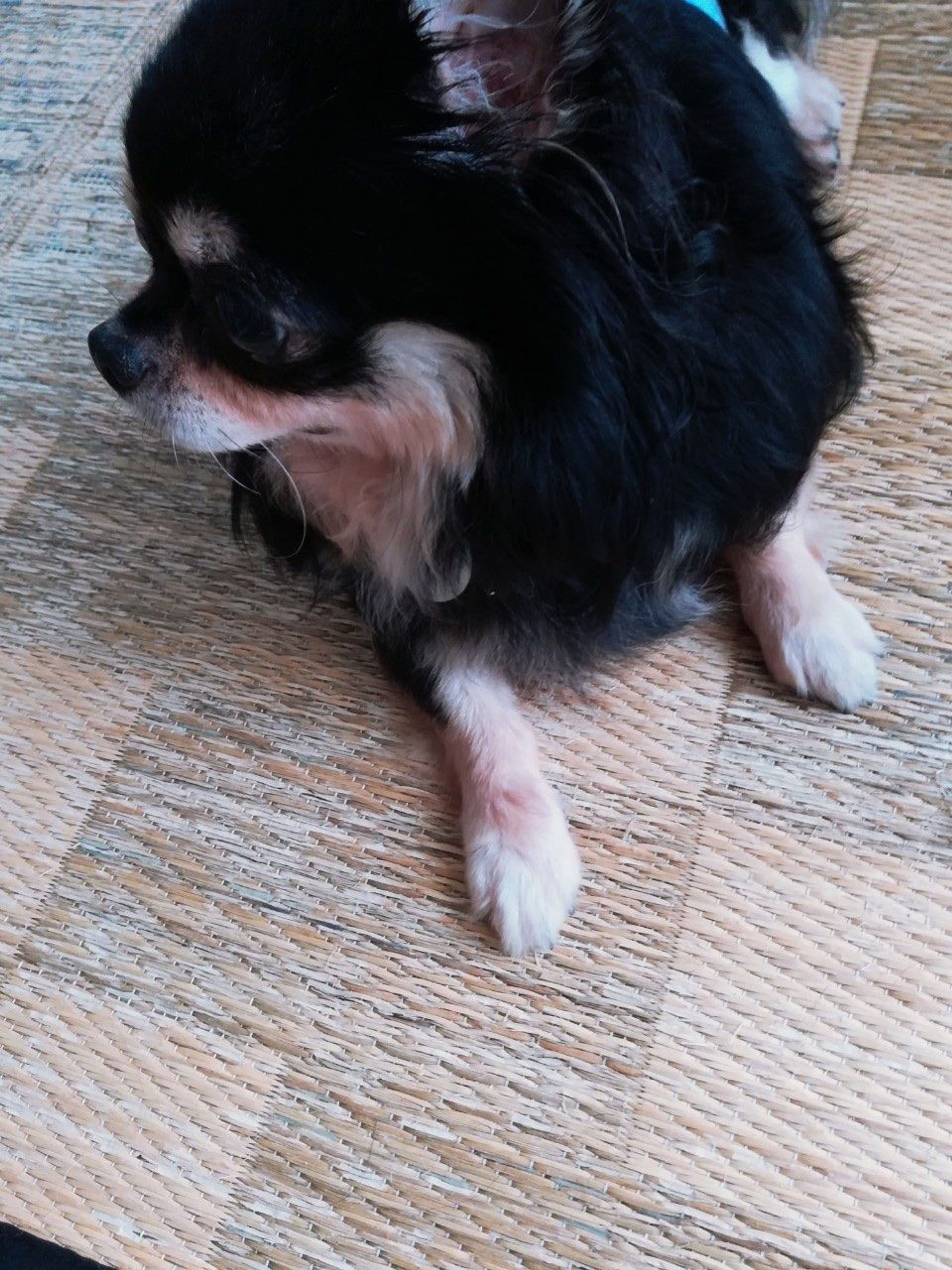 pet-image-6
