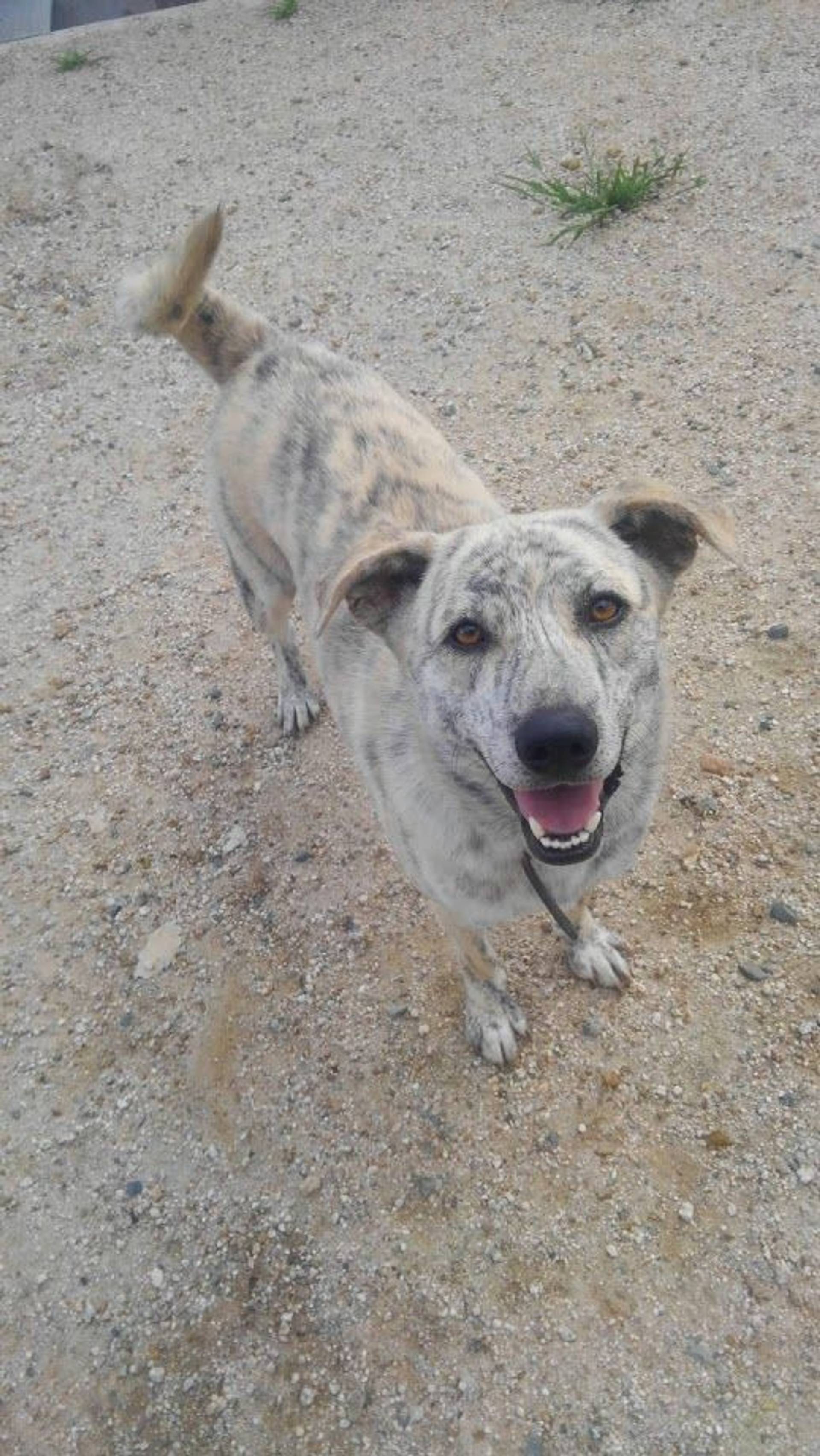 雑種（ミックス犬）・オスの里親募集の写真