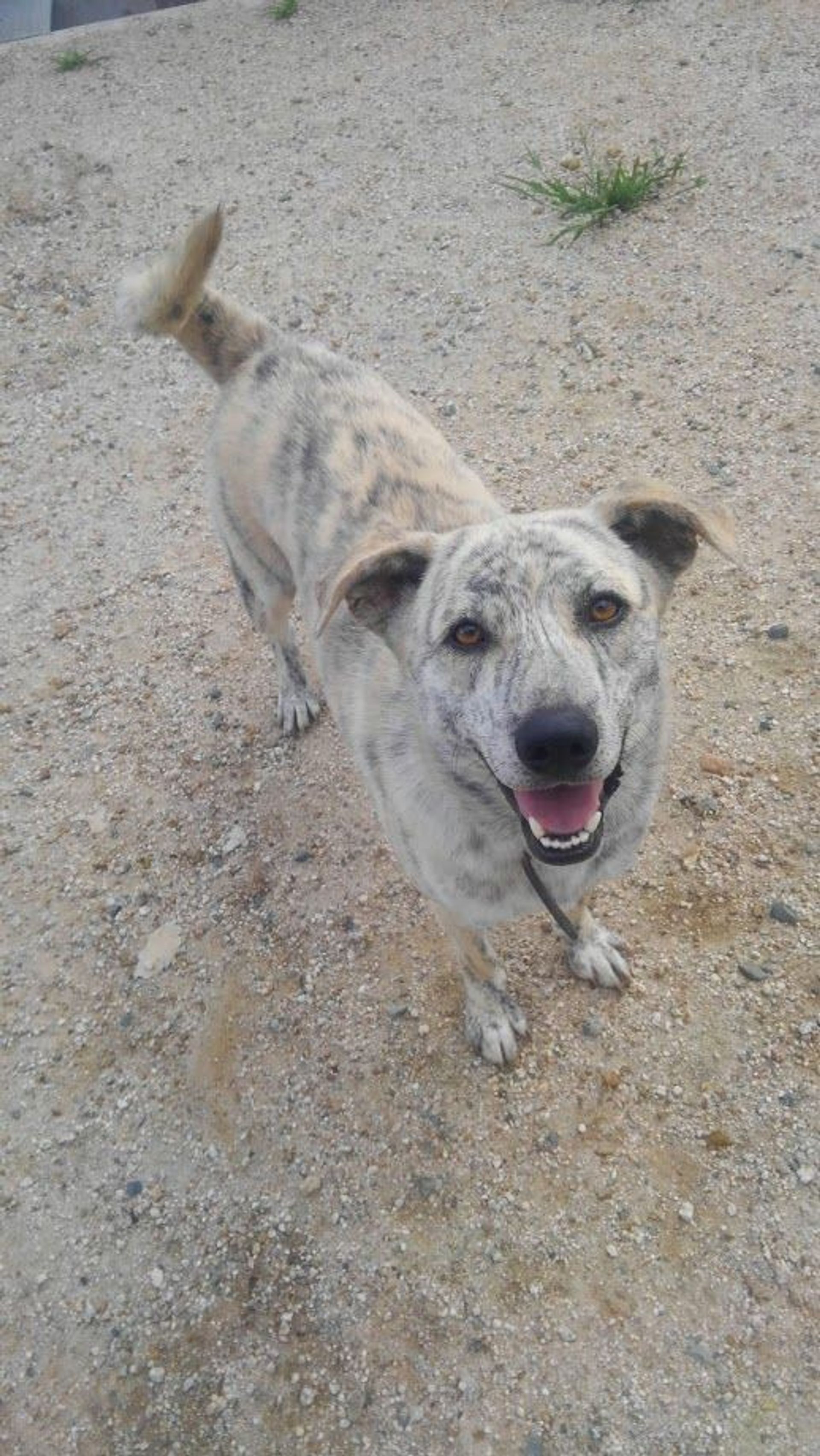 雑種（ミックス犬）・オスの里親募集の写真